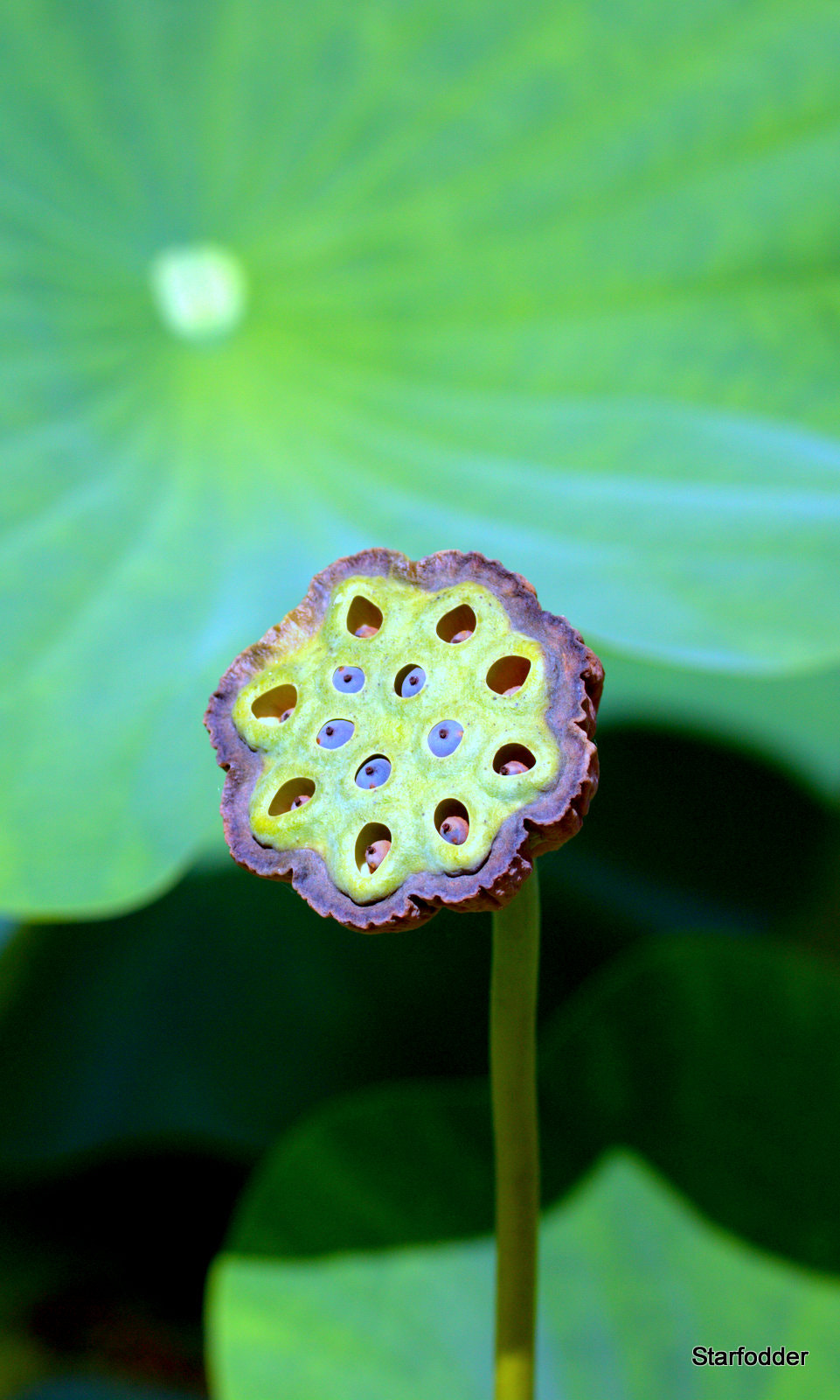 Canon EF-S 60mm F2.8 Macro USM sample photo. Img photography