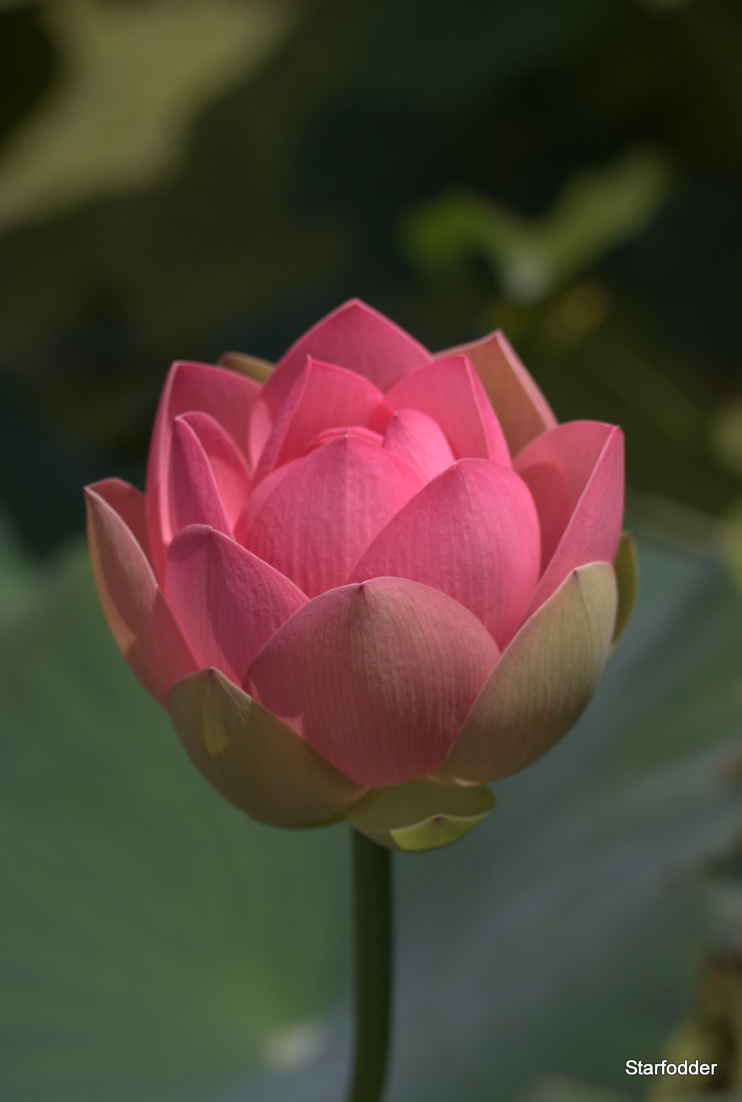 Canon EF-S 60mm F2.8 Macro USM sample photo. Img photography