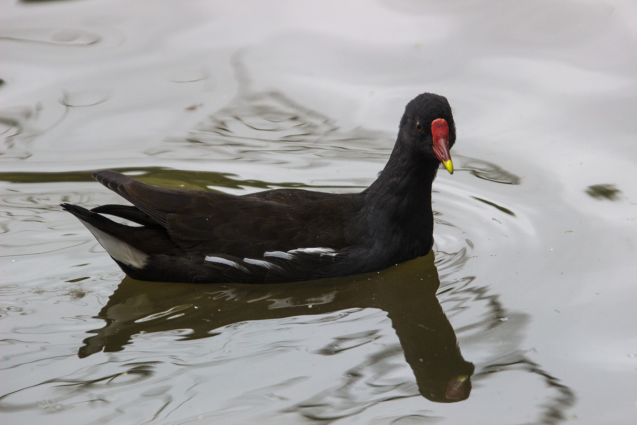 Sigma 50-500mm f/4-6.3 APO HSM EX sample photo. Moorhen photography
