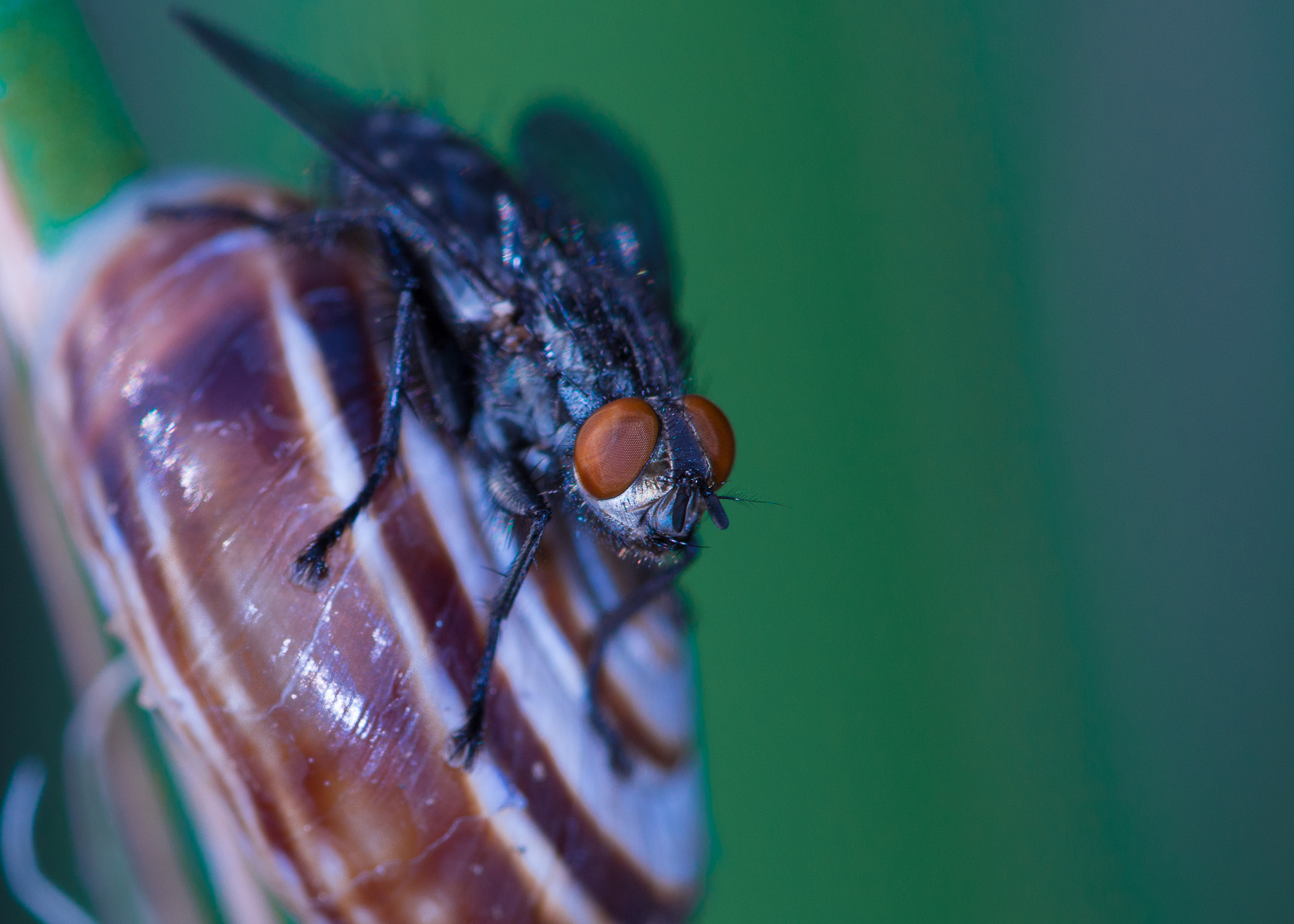 Canon EF 180mm F3.5L Macro USM sample photo. Fly photography