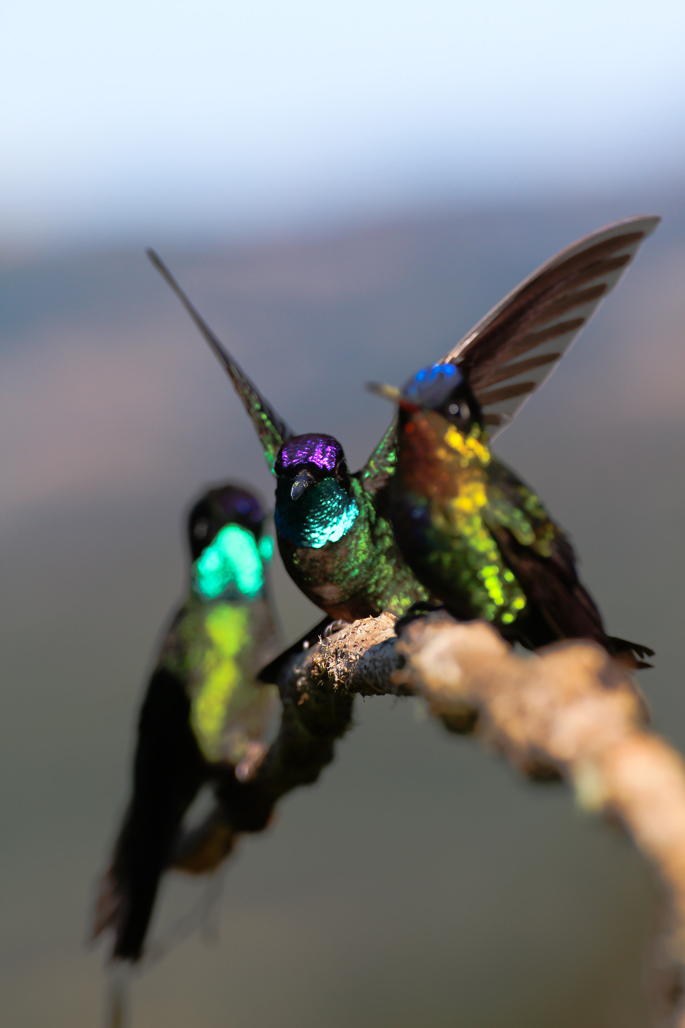 Canon EOS 650D (EOS Rebel T4i / EOS Kiss X6i) sample photo. Hummingbirds photography