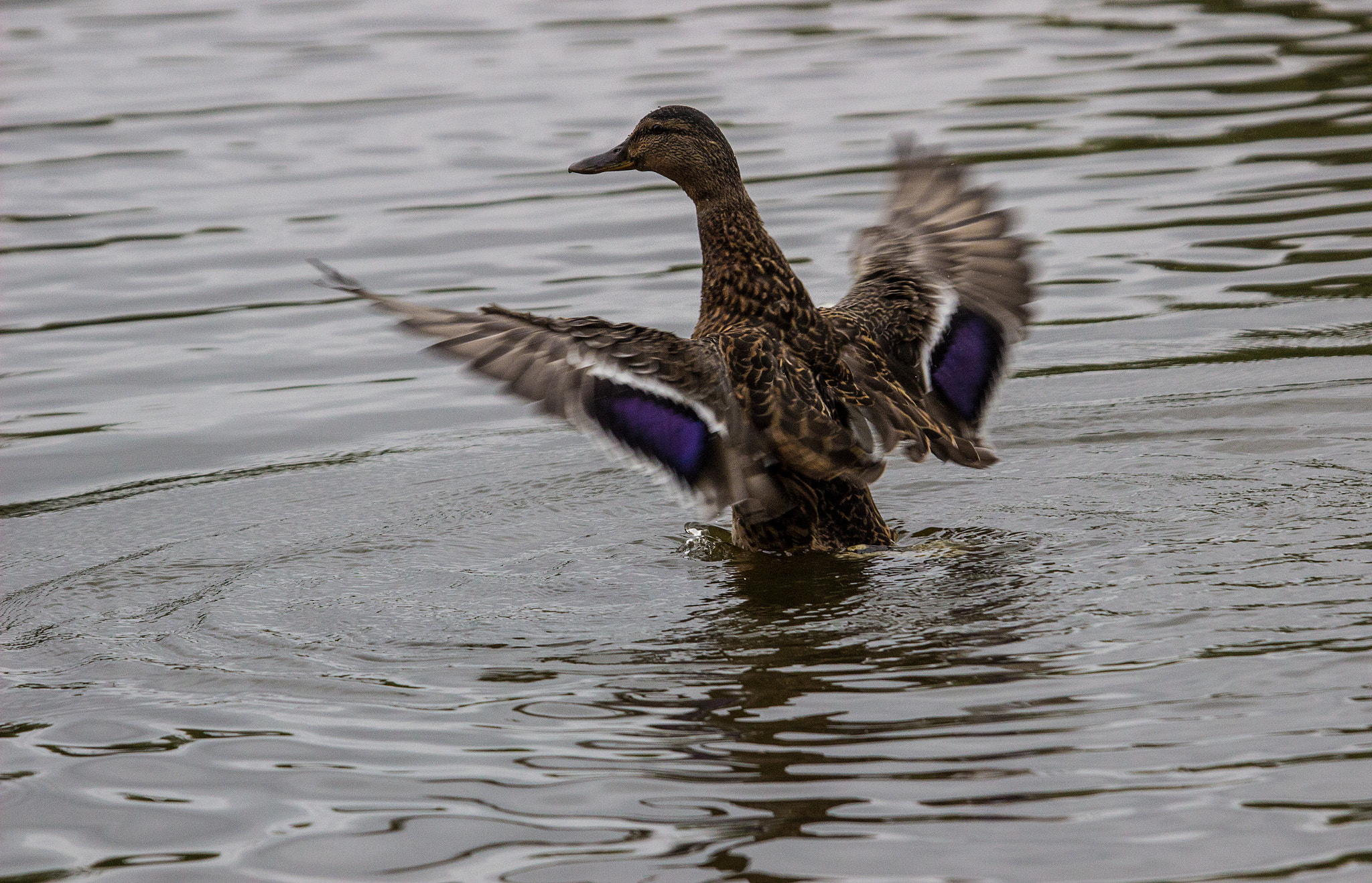 Sigma 50-500mm f/4-6.3 APO HSM EX sample photo. Mallard wing stretch photography