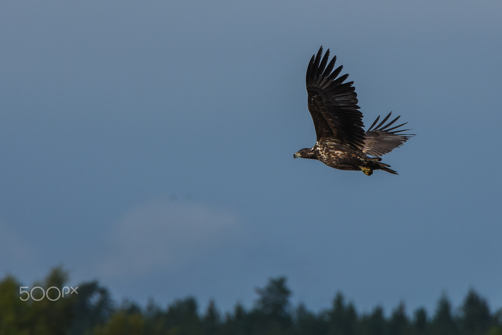 Tamron SP 150-600mm F5-6.3 Di VC USD sample photo. Sea eagle, side view in flight photography