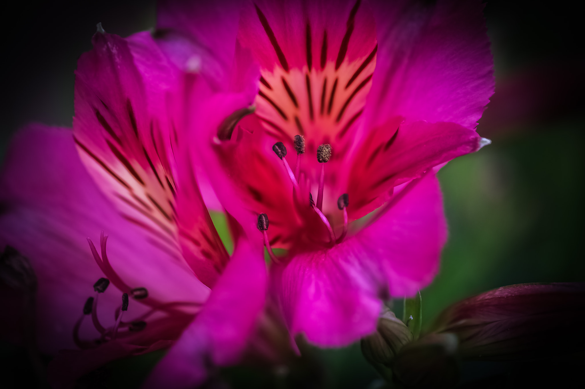 Fujifilm X-Pro1 + Fujifilm XF 60mm F2.4 R Macro sample photo. Fleurs fin de journée photography