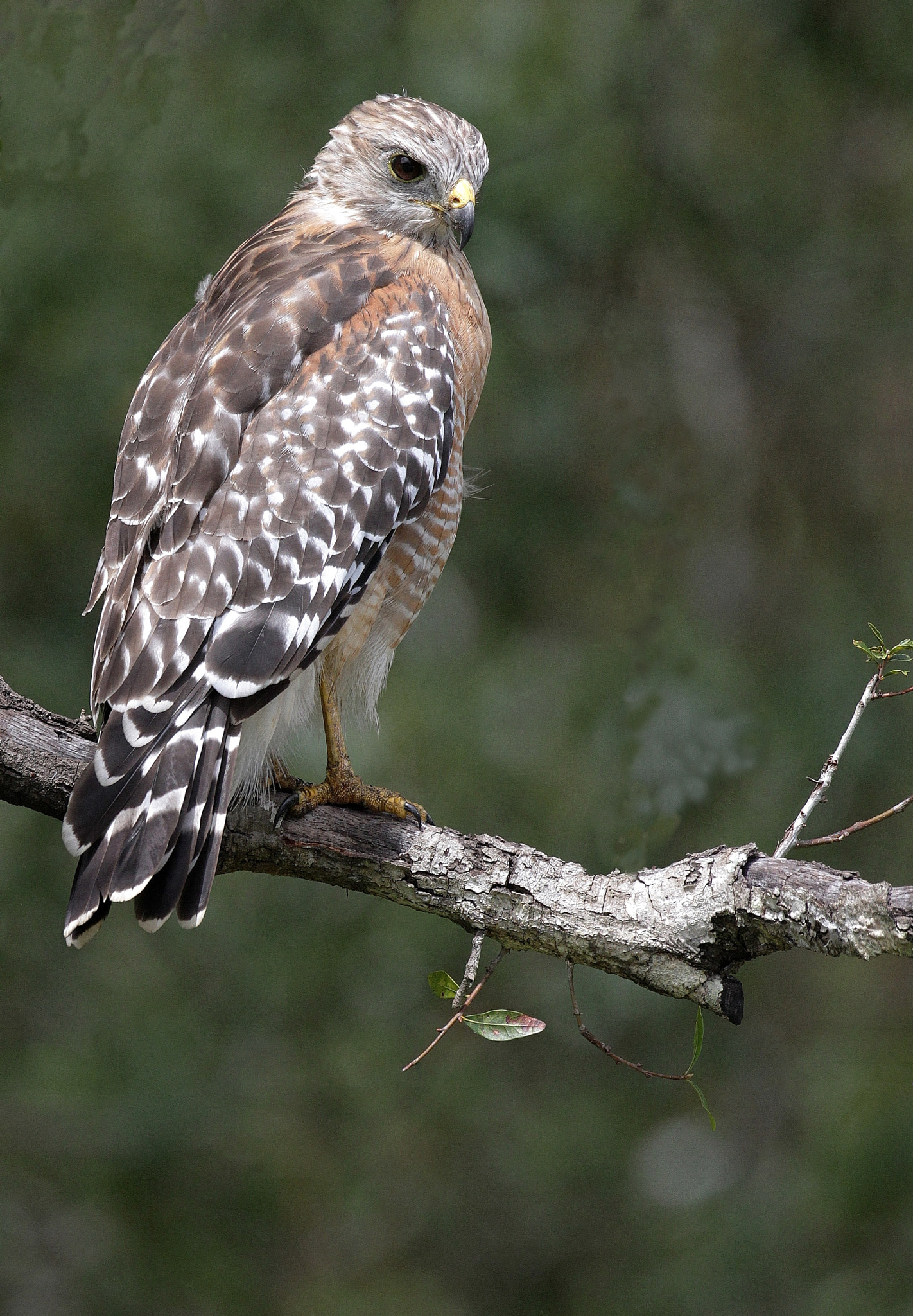 Canon EF 500mm F4L IS USM sample photo. 1 photography