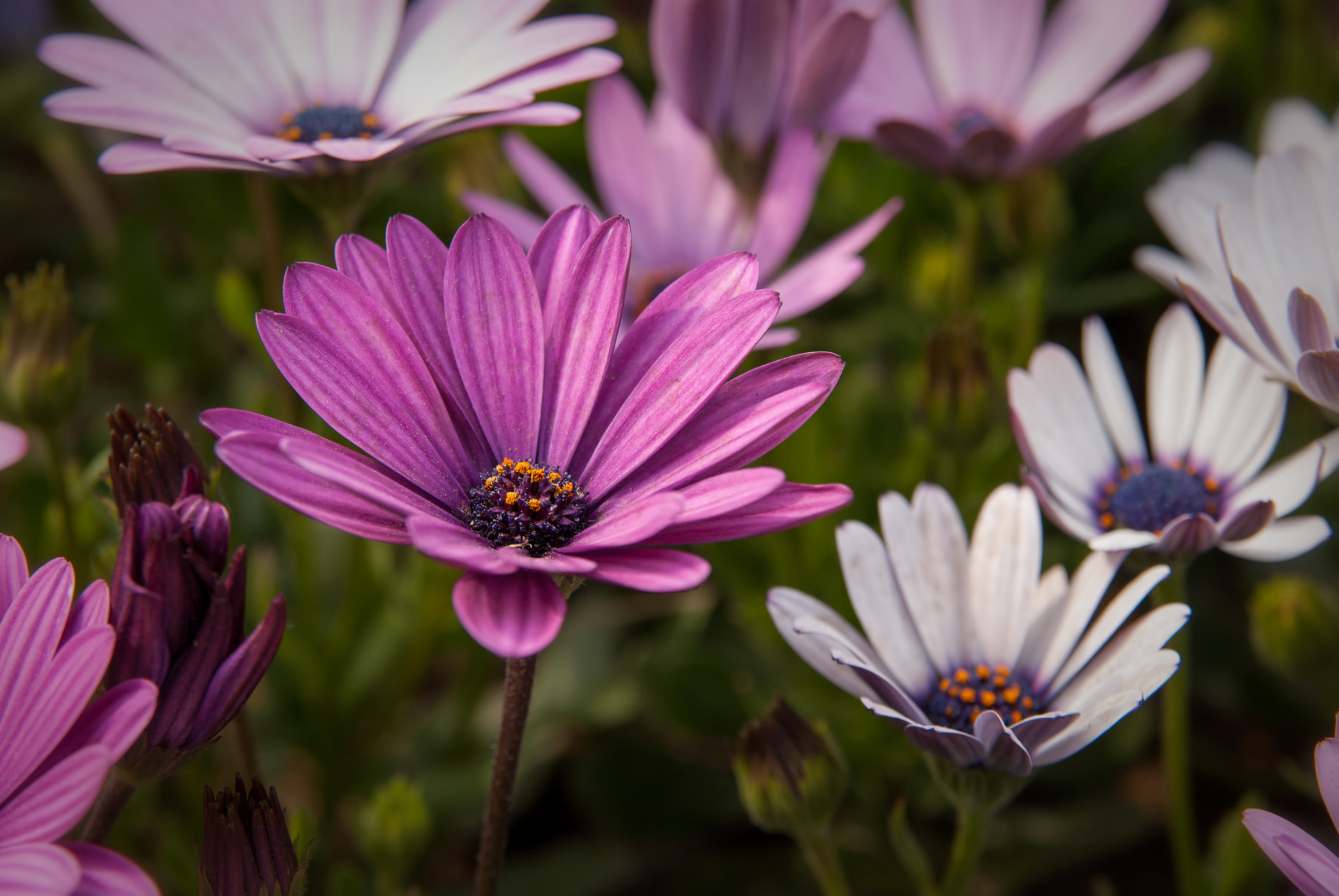 Sony Alpha DSLR-A300 sample photo. Flowers photography