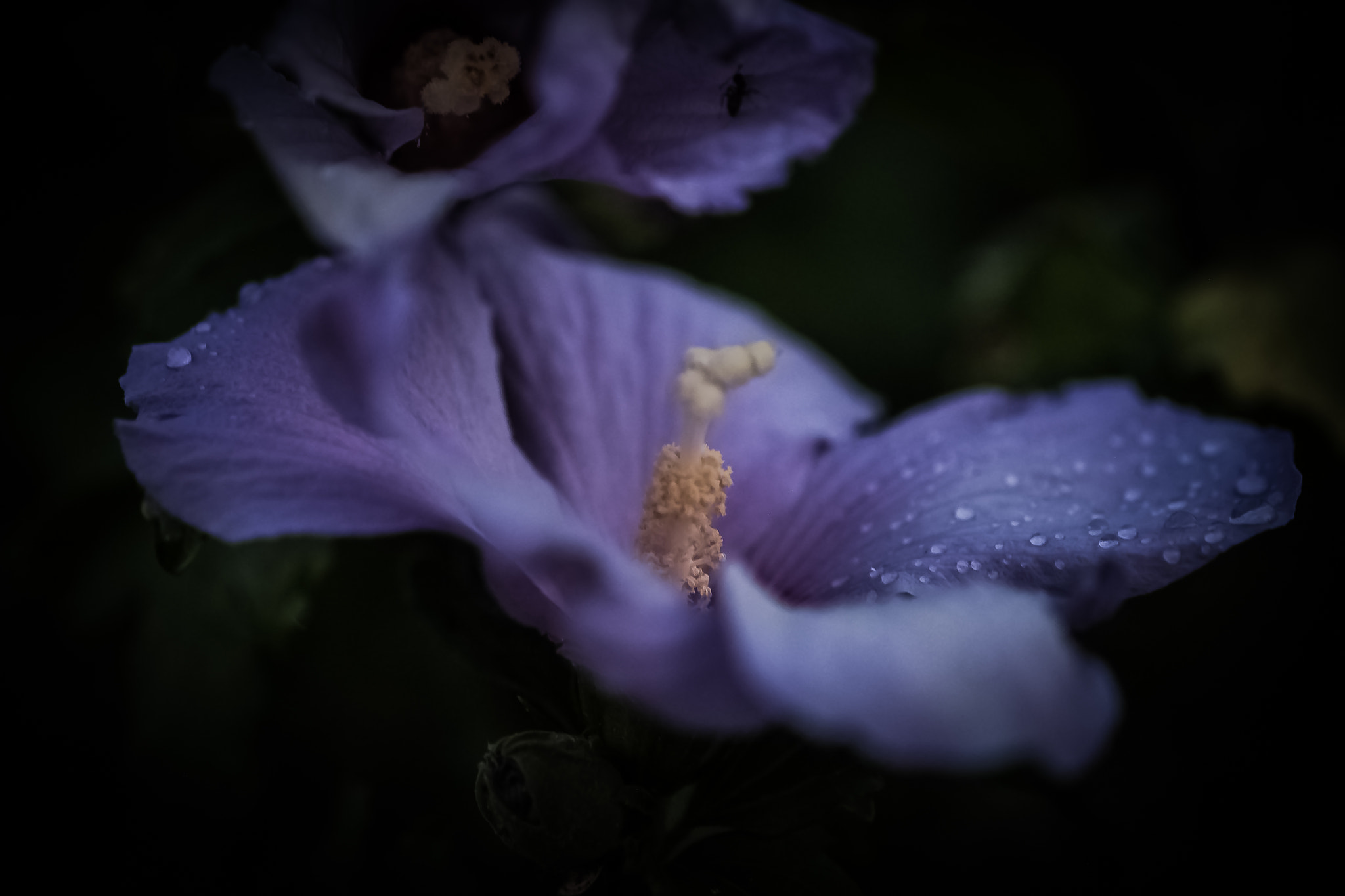 Fujifilm X-Pro1 + Fujifilm XF 60mm F2.4 R Macro sample photo. Fleurs fin de journée photography