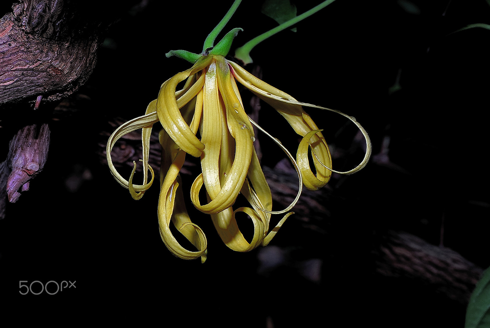 Nikon D200 sample photo. Ilang-ilang-flower (cananga odorata) photography