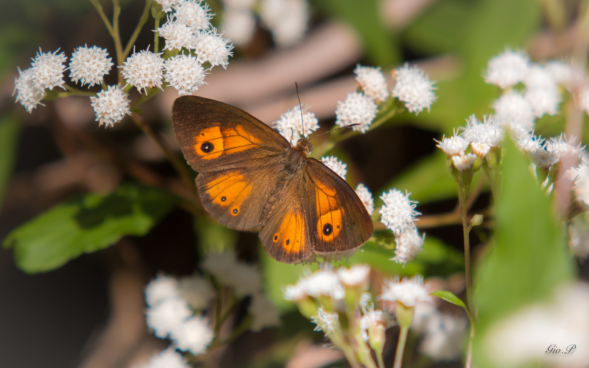 Sigma 70-200mm F2.8 EX DG OS HSM sample photo. Butterfly photography