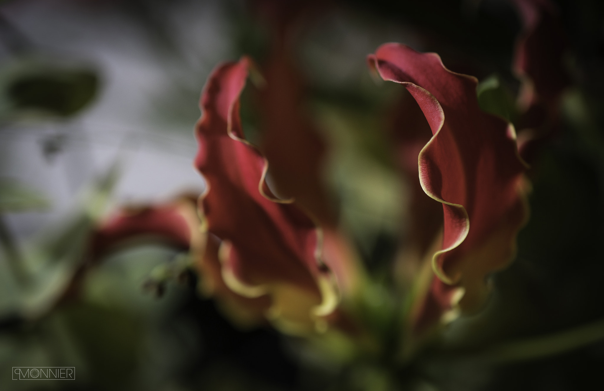 Nikon AF-S DX Micro Nikkor 40mm F2.8 sample photo. Flower photography