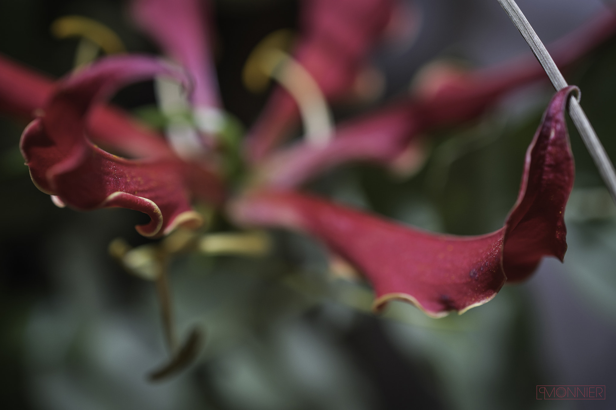 Nikon AF-S DX Micro Nikkor 40mm F2.8 sample photo. Flower photography