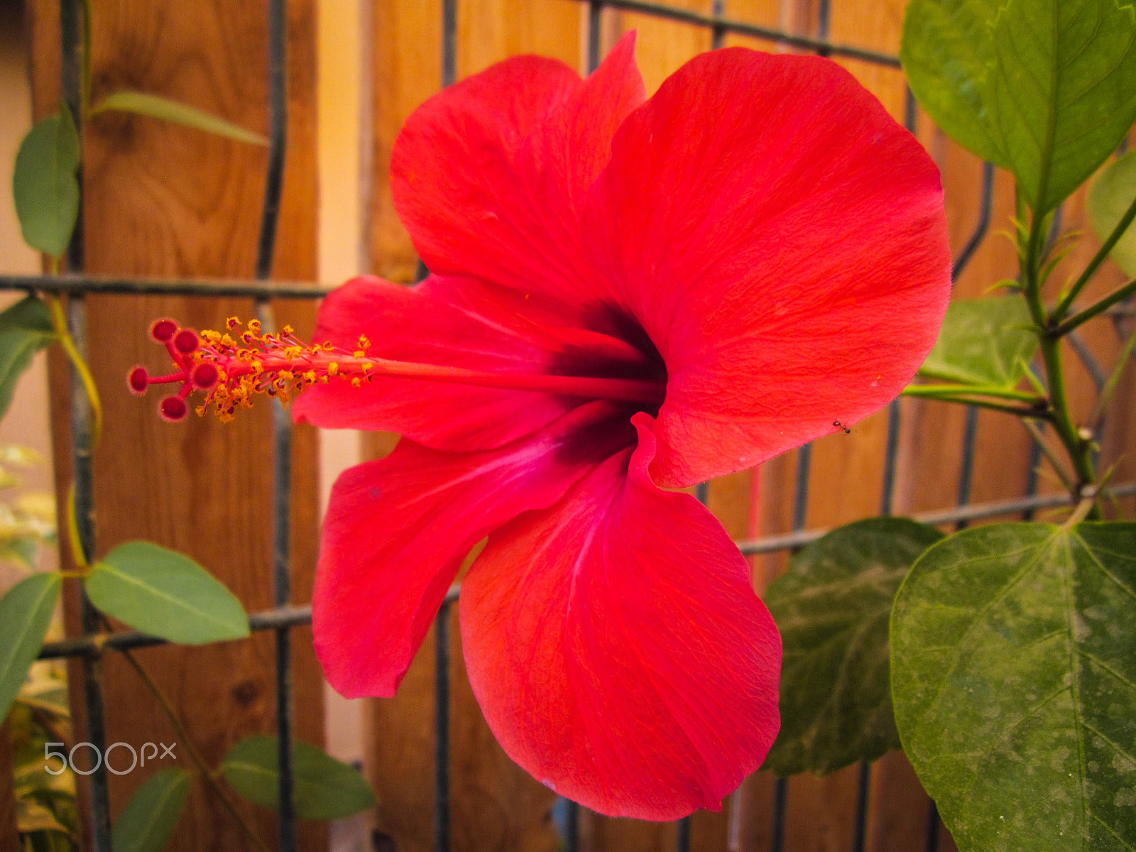 Canon PowerShot A1200 sample photo. Hibiscus photography