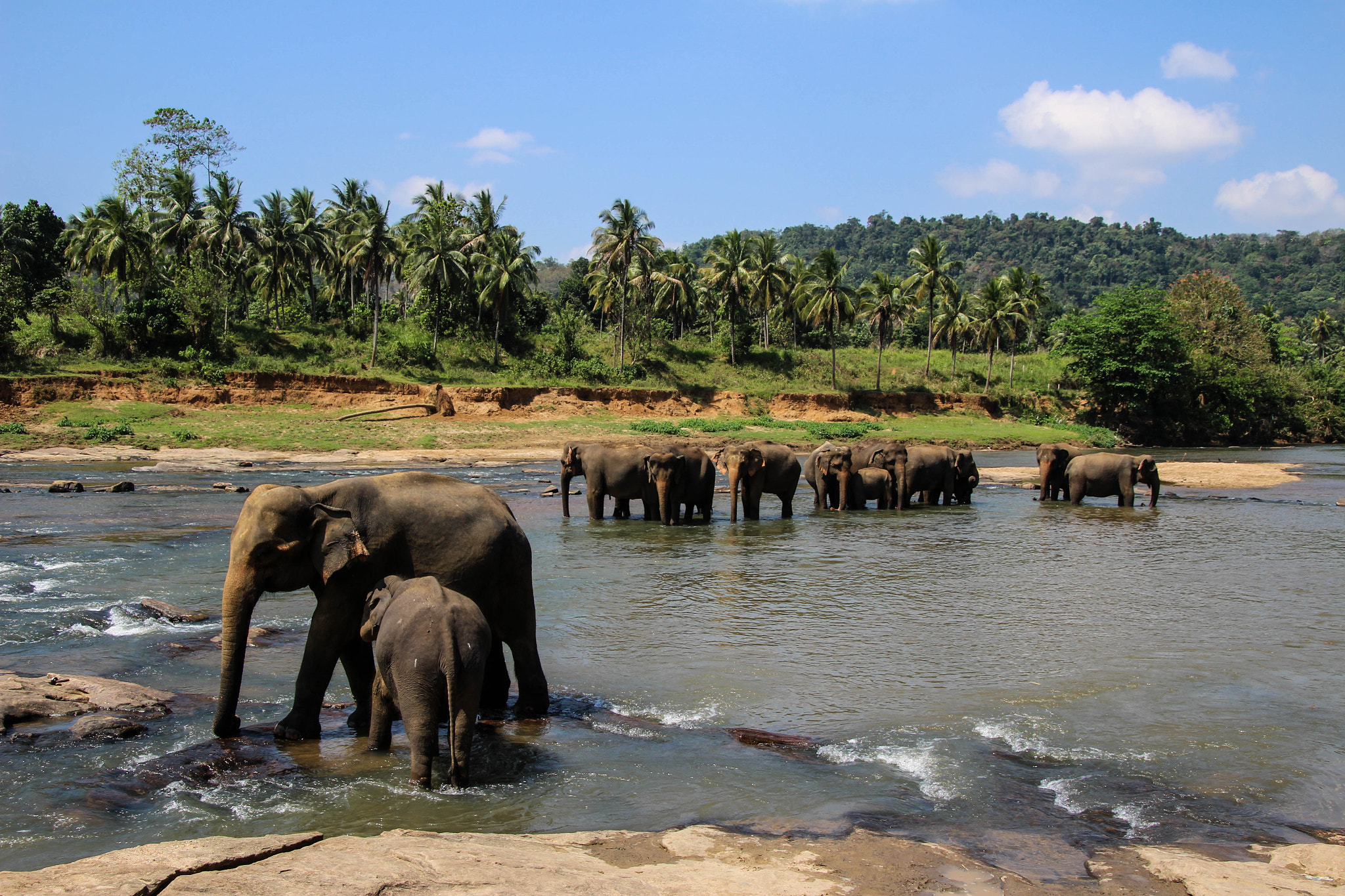 Canon EOS 100D (EOS Rebel SL1 / EOS Kiss X7) sample photo. Elephants in the river photography