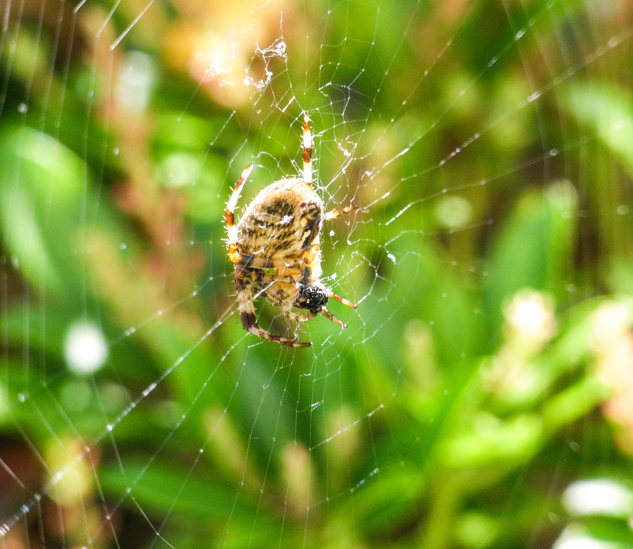 Ricoh Caplio R6 sample photo. Spider in wait photography