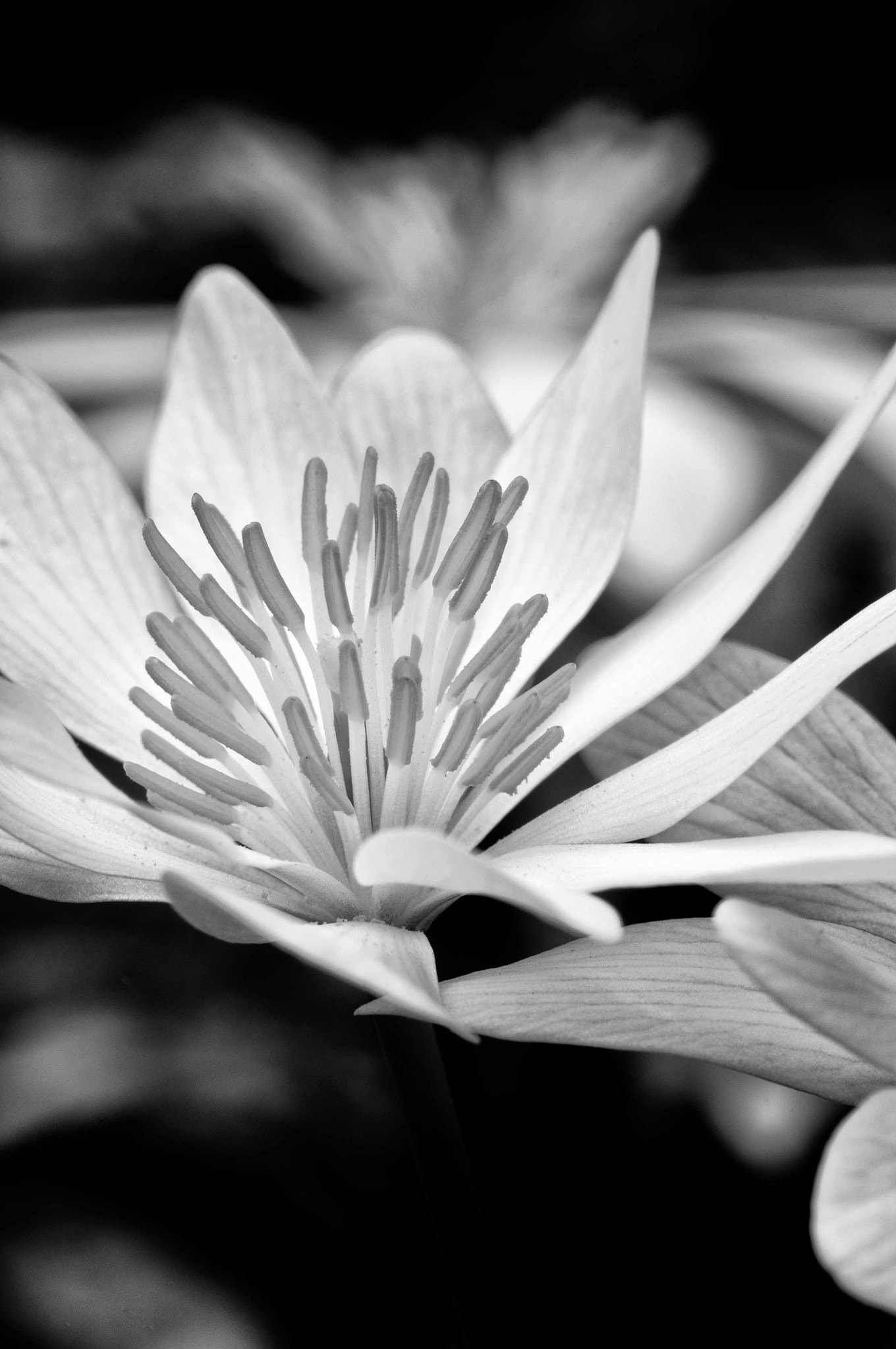 Nikon D2Xs + Nikon AF-S Micro-Nikkor 105mm F2.8G IF-ED VR sample photo. Bloodroot photography