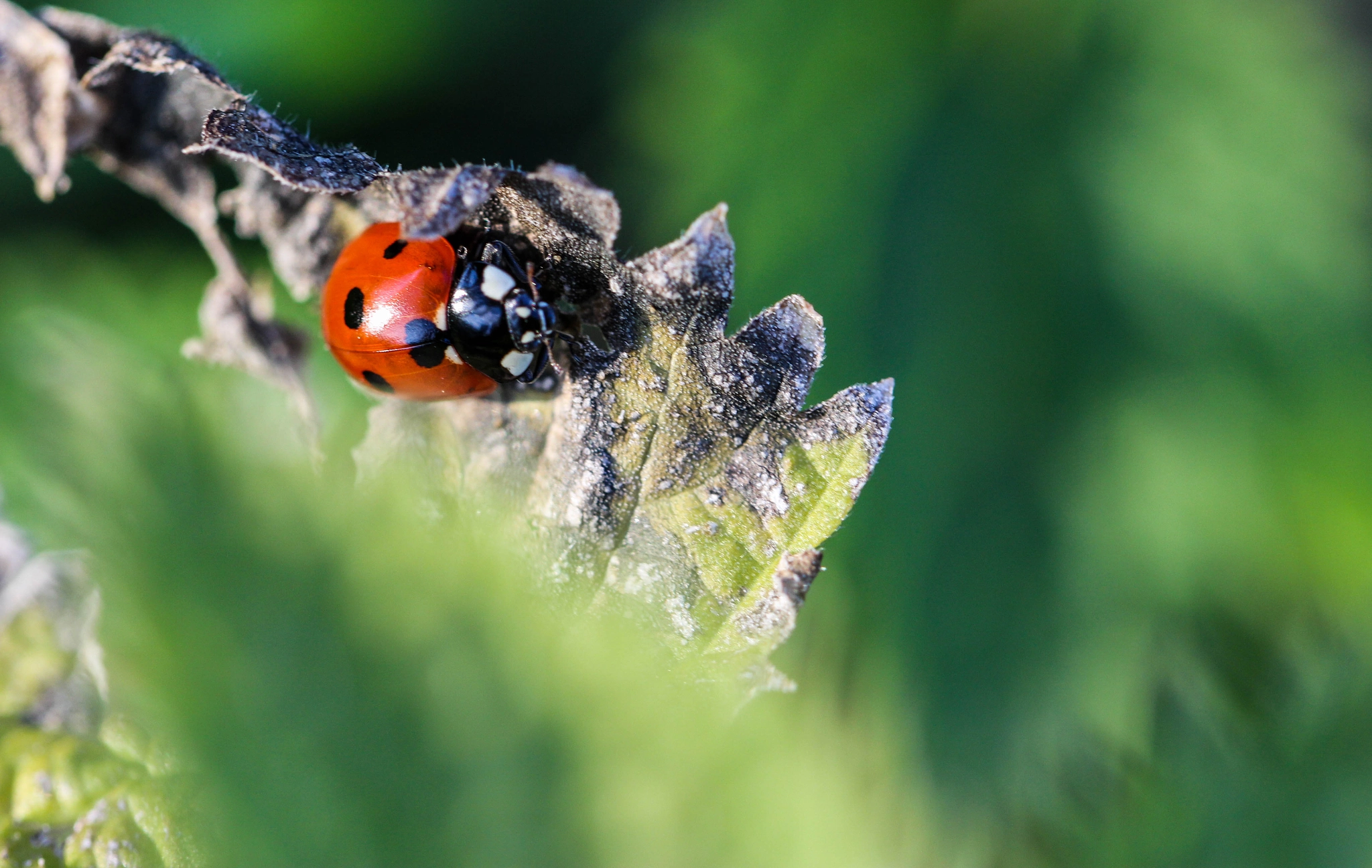 Canon EOS 100D (EOS Rebel SL1 / EOS Kiss X7) + Canon EF 100mm F2.8L Macro IS USM sample photo. Ladybug photography