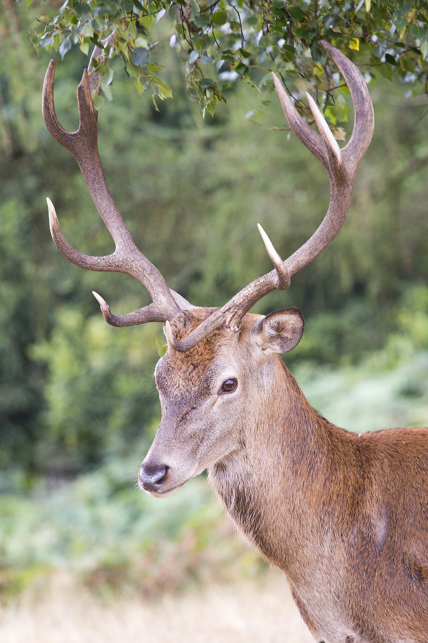 Canon EF 70-200mm F4L USM sample photo. Richmond park deer photography
