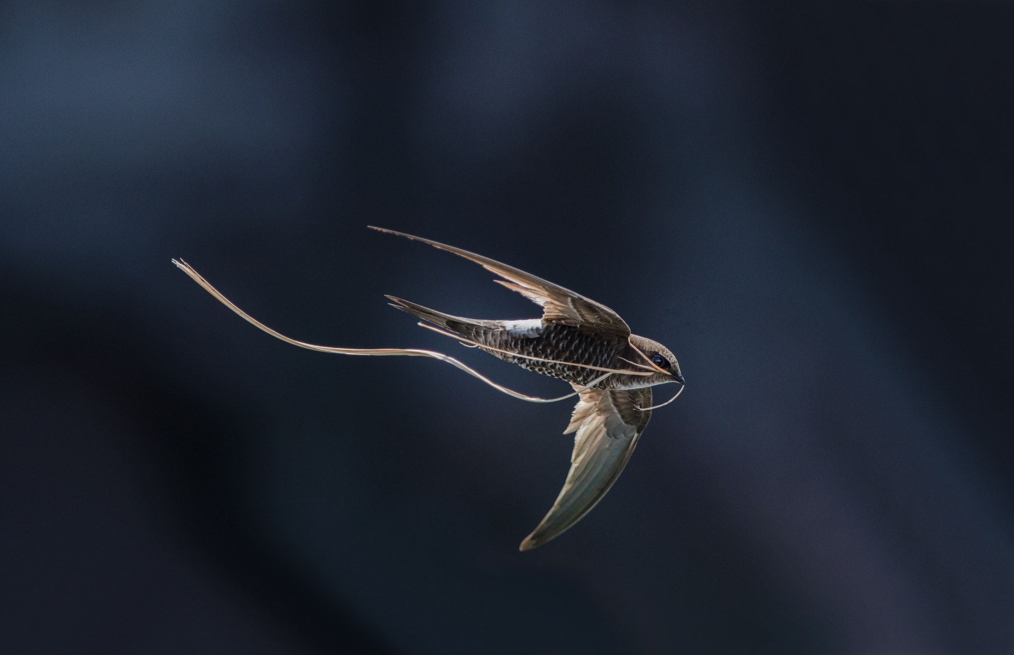 Nikon AF-S Nikkor 300mm F2.8G ED-IF VR sample photo. Swifts carrying nest material photography