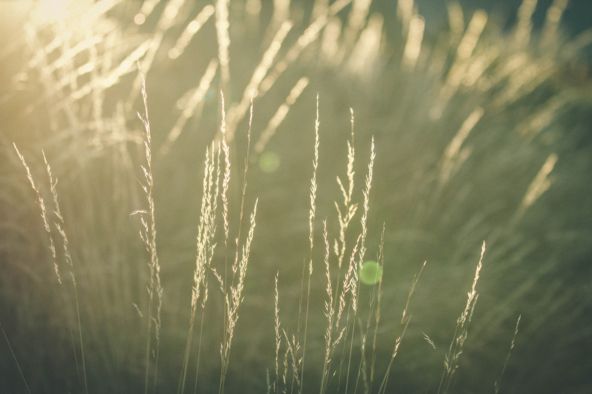 Canon EF 70-200mm F2.8L IS II USM sample photo. Summer glints photography