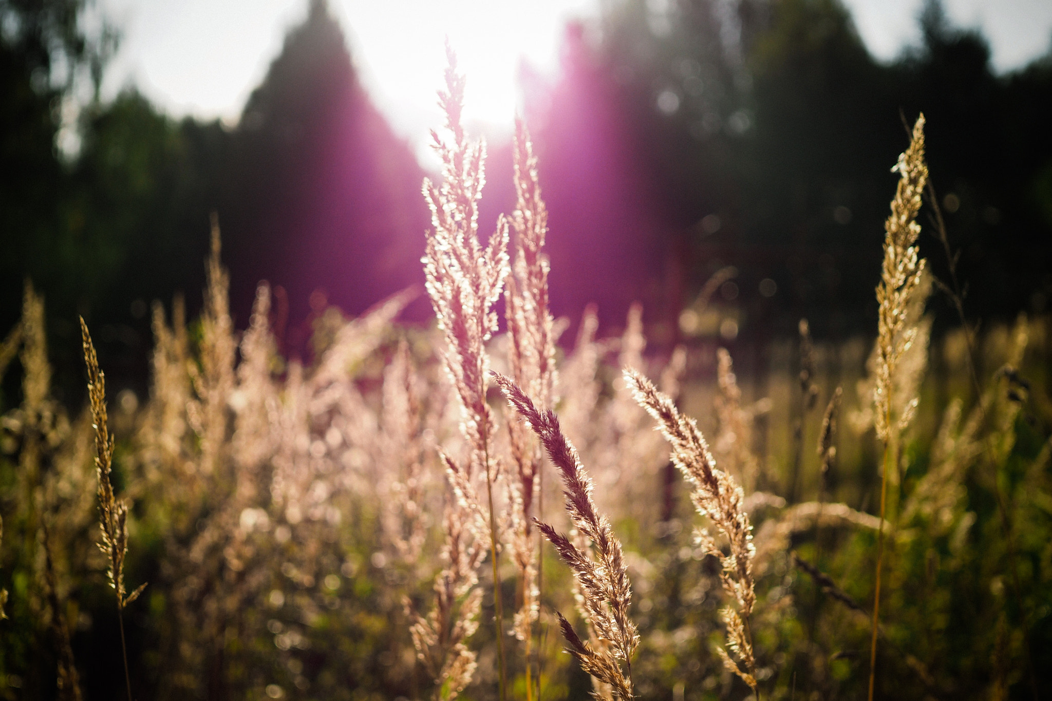 Olympus OM-D E-M10 + Sigma 30mm F2.8 DN Art sample photo. Fields of kostroma photography