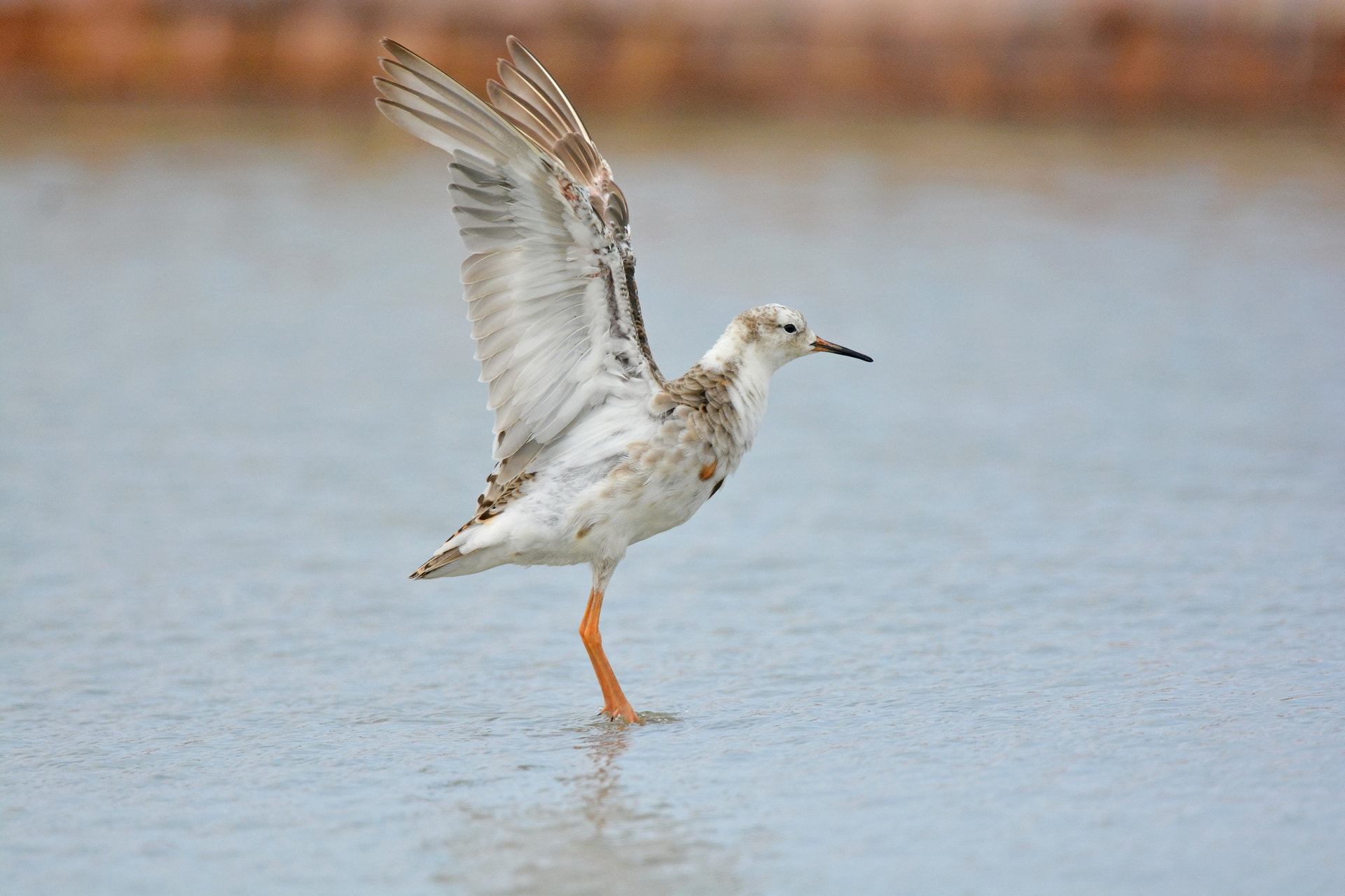 Nikon AF-S Nikkor 600mm F4G ED VR sample photo. Ruff photography