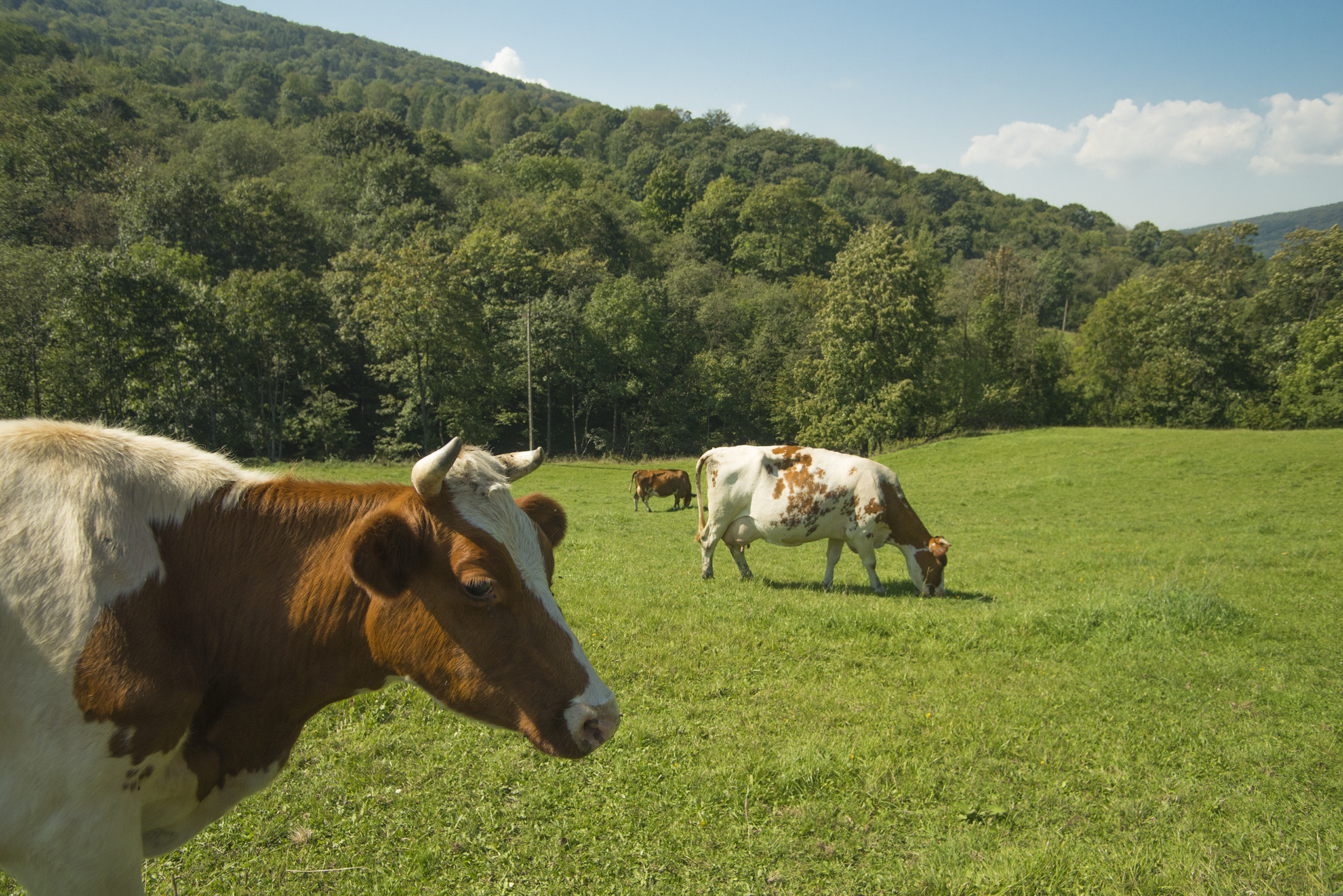Nikon D600 sample photo. Cows photography