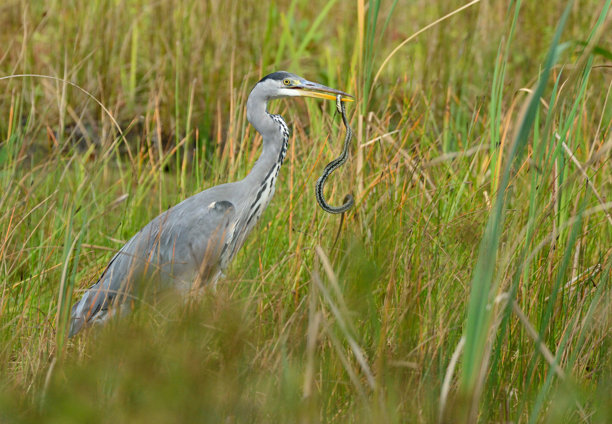 Nikon D600 + Nikon AF-S Nikkor 500mm F4G ED VR sample photo. Blauwe reiger photography