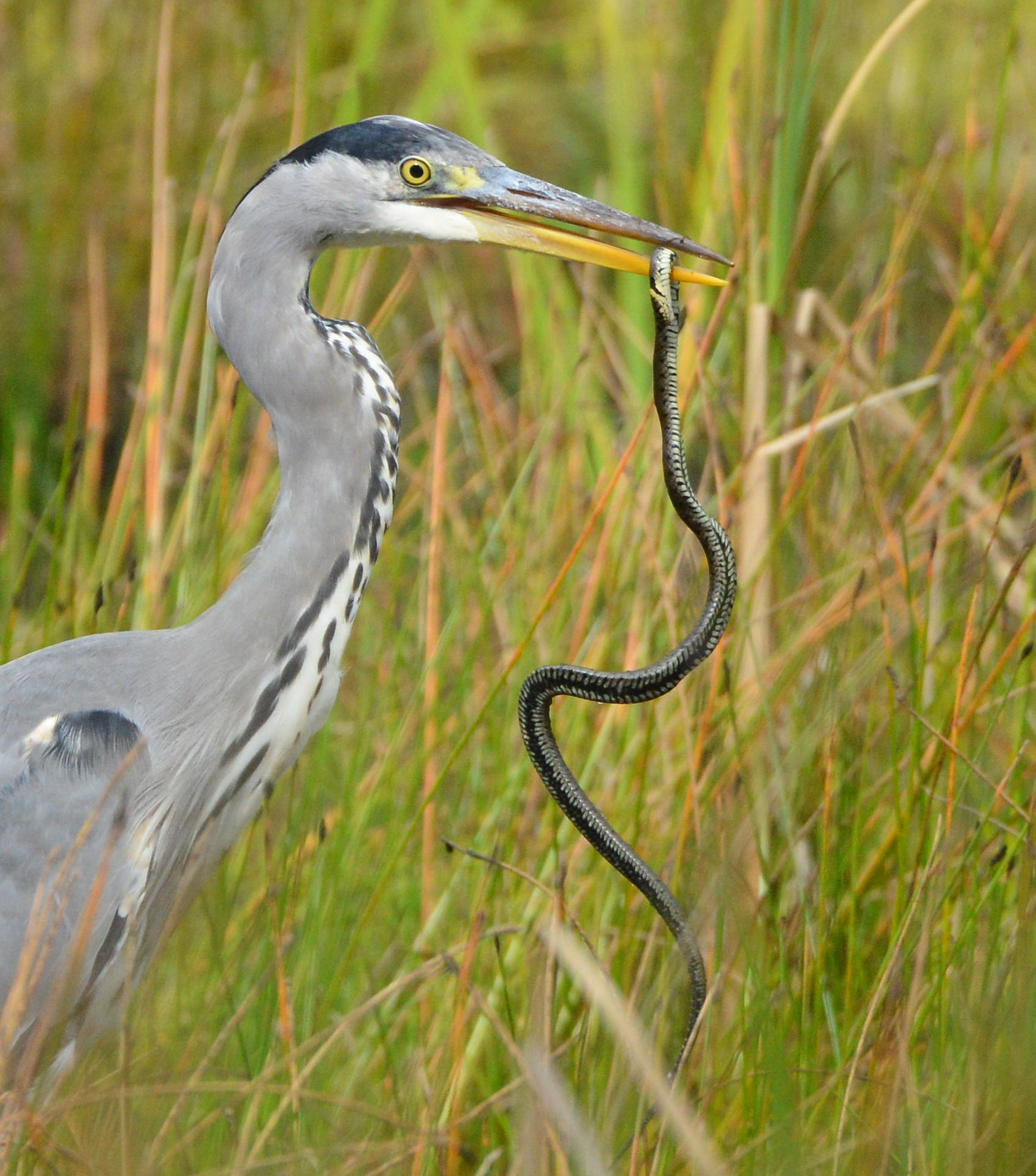 Nikon D600 + Nikon AF-S Nikkor 500mm F4G ED VR sample photo. Blauwe reiger photography