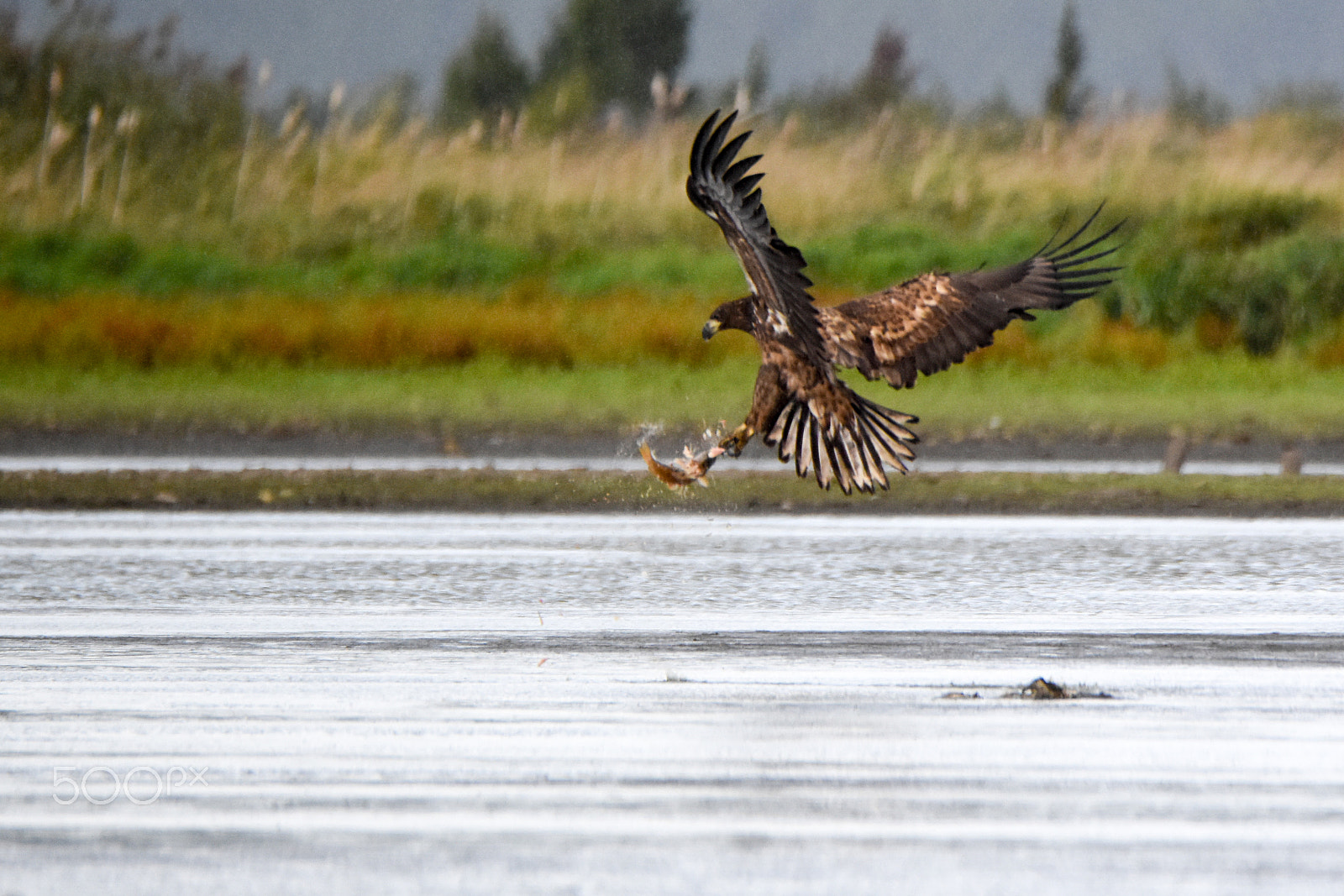 Tamron SP 150-600mm F5-6.3 Di VC USD sample photo. A sea eagle having luck while fishing photography