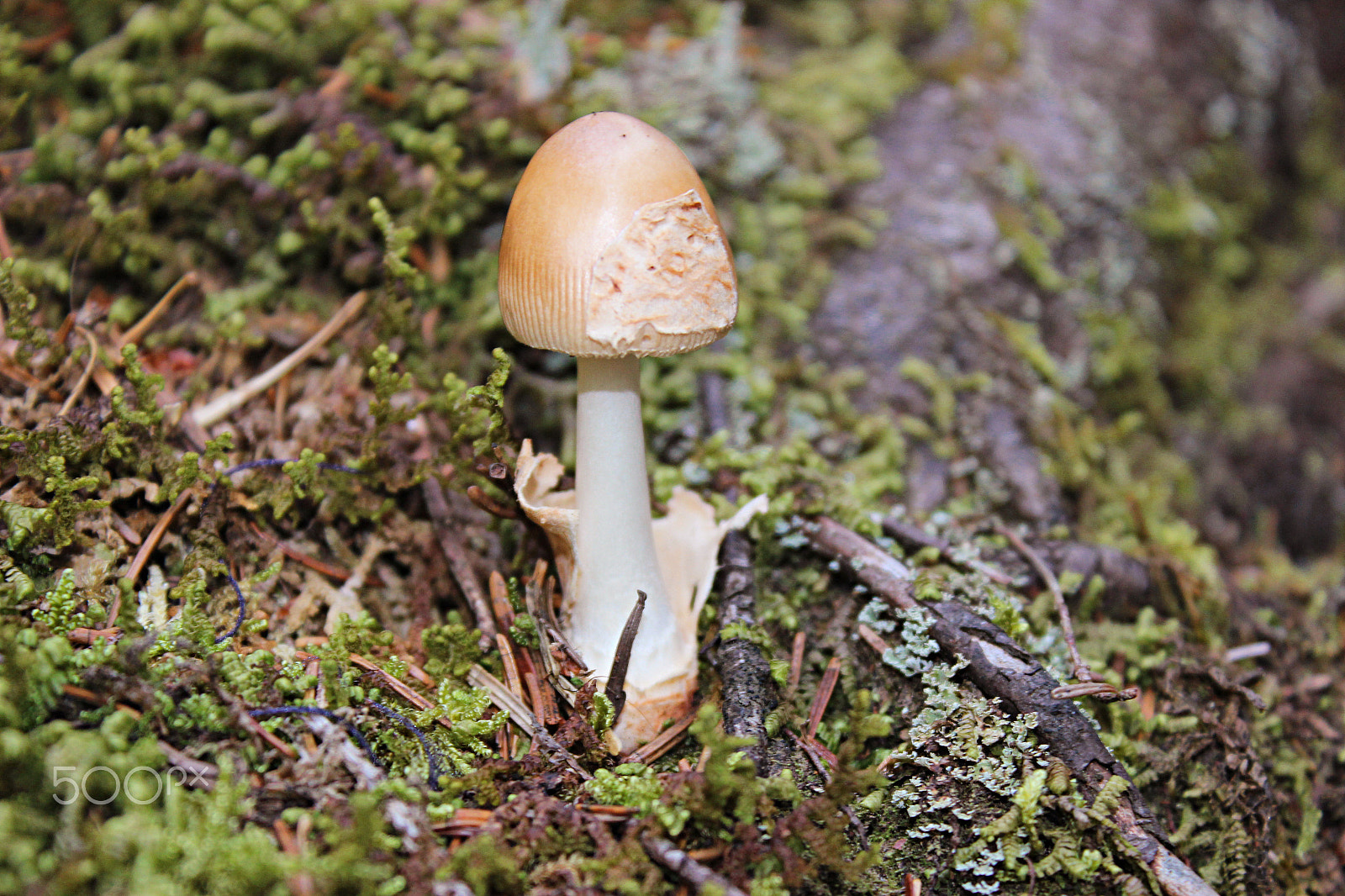 Canon EOS 600D (Rebel EOS T3i / EOS Kiss X5) + 18.0 - 55.0 mm sample photo. Budding mushroom photography