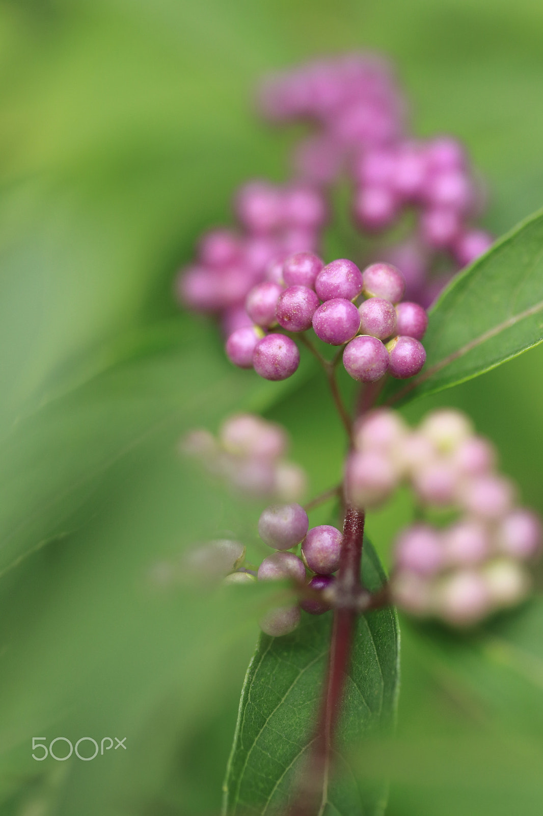 Canon EF-S 60mm F2.8 Macro USM sample photo. Japanese beautyberry photography
