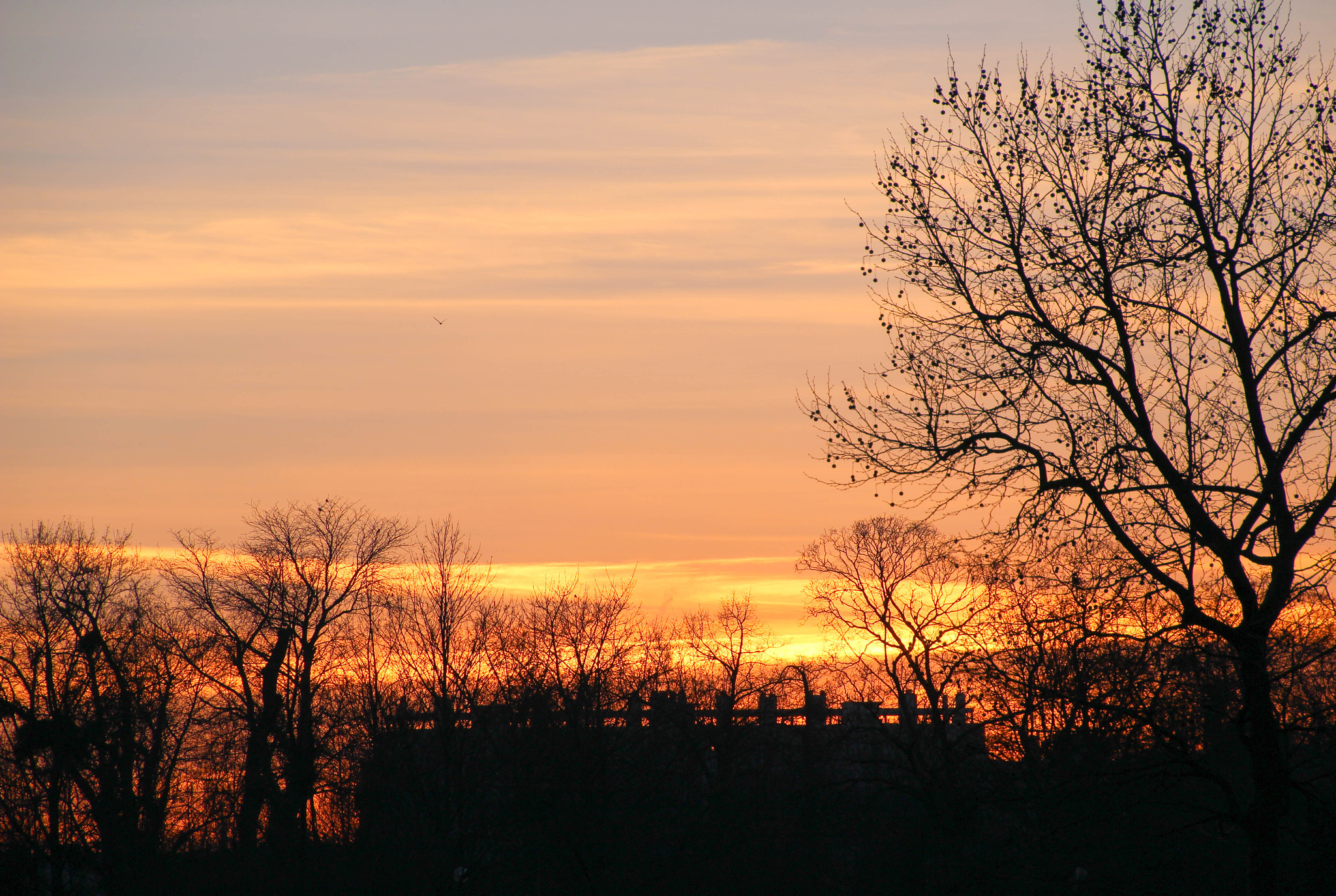 Canon EOS 100D (EOS Rebel SL1 / EOS Kiss X7) sample photo. Sunset on wood photography