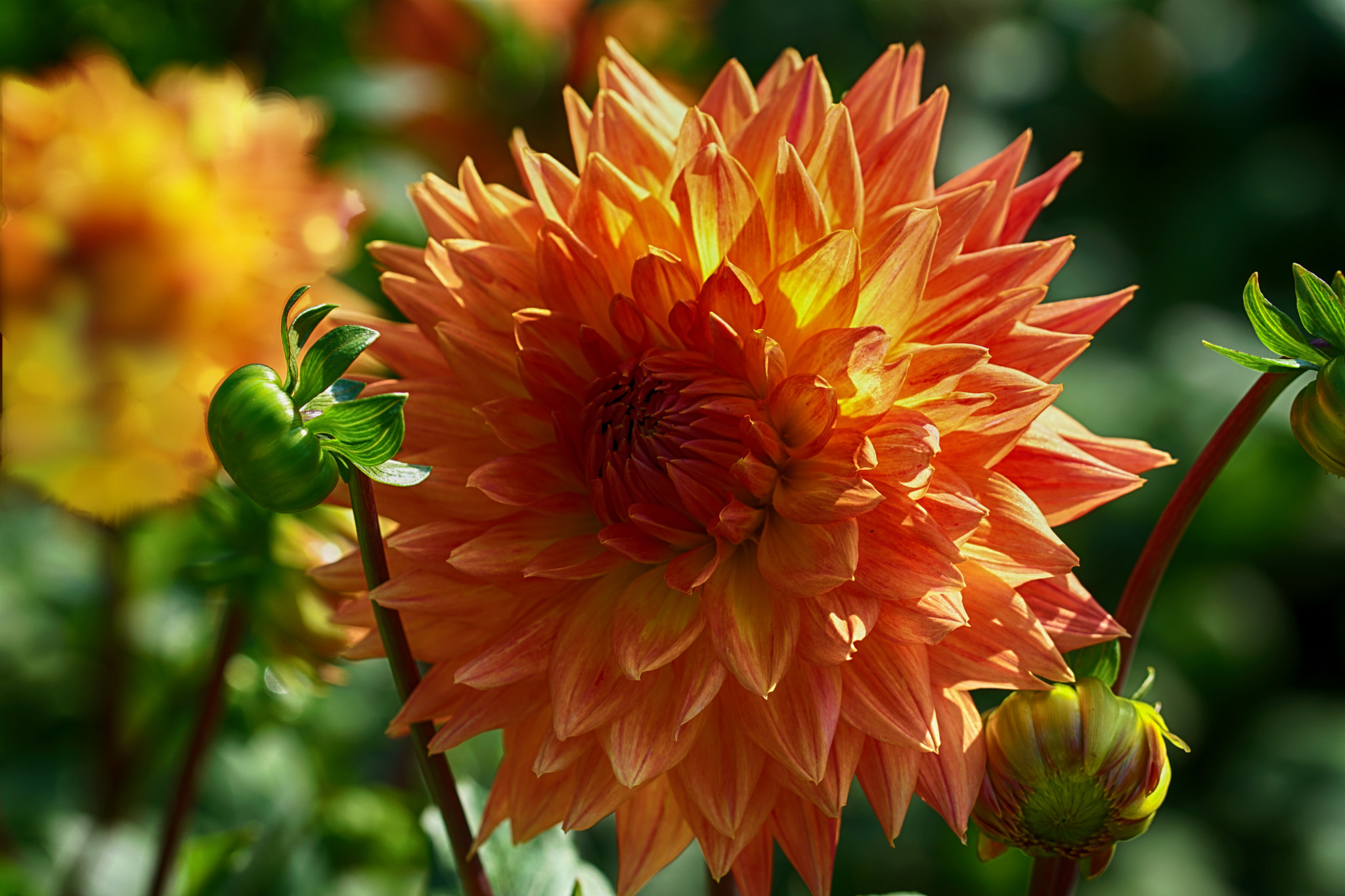 90mm F2.8 Macro SSM sample photo. Dahlie photography