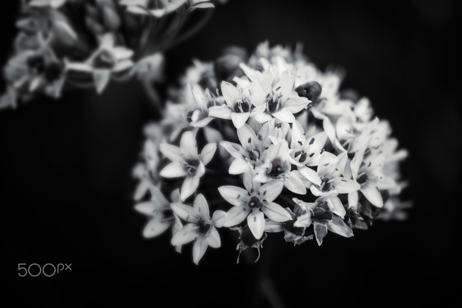 Samsung NX30 + Samsung NX 60mm F2.8 Macro ED OIS SSA sample photo. White blossom photography
