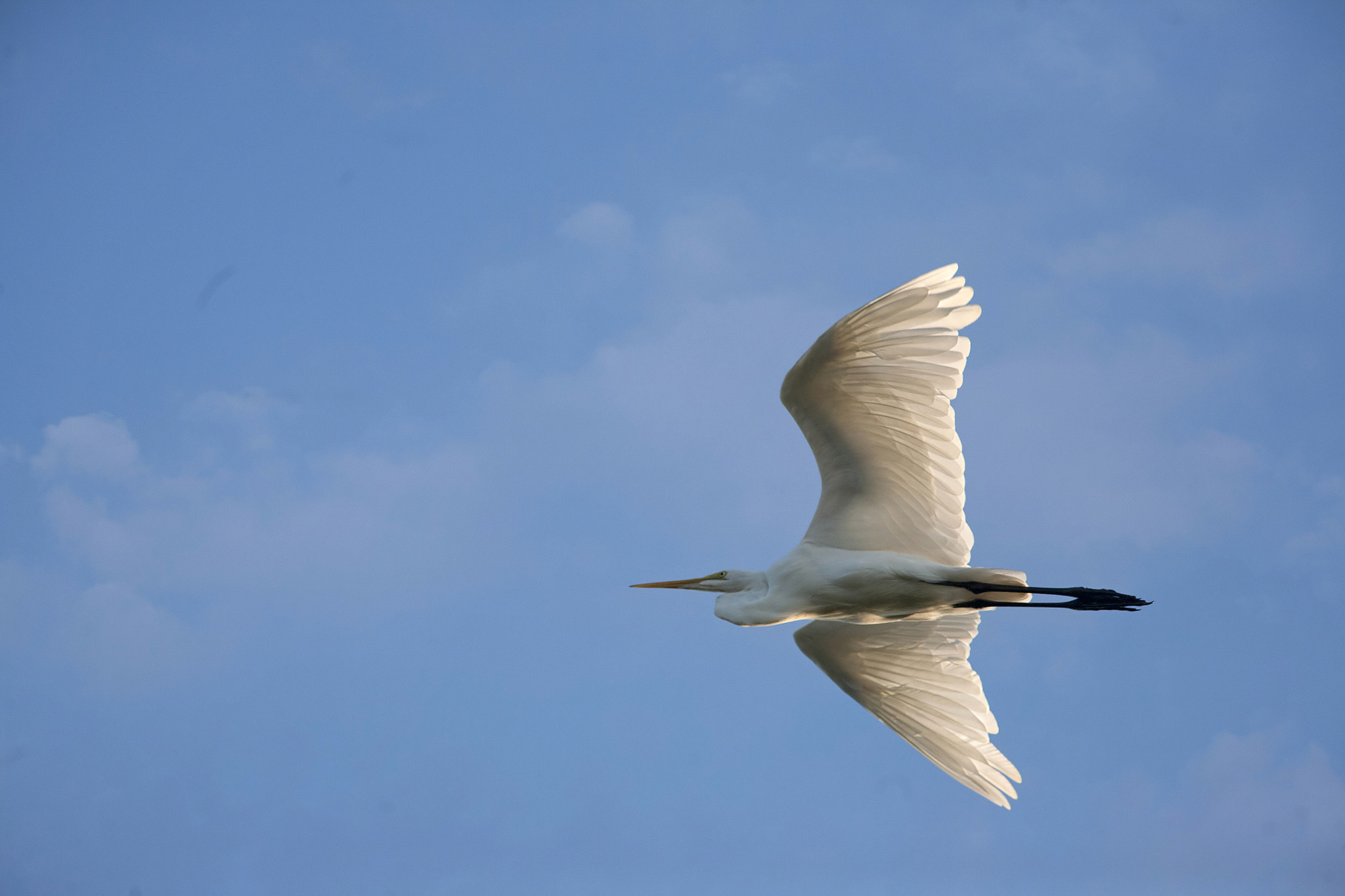 Canon EOS 5D + Canon EF 300mm f/4L sample photo. Up with the sun photography