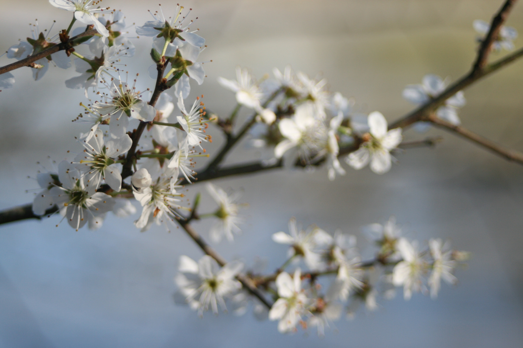 Canon EF 28-80mm f/3.5-5.6 USM IV sample photo