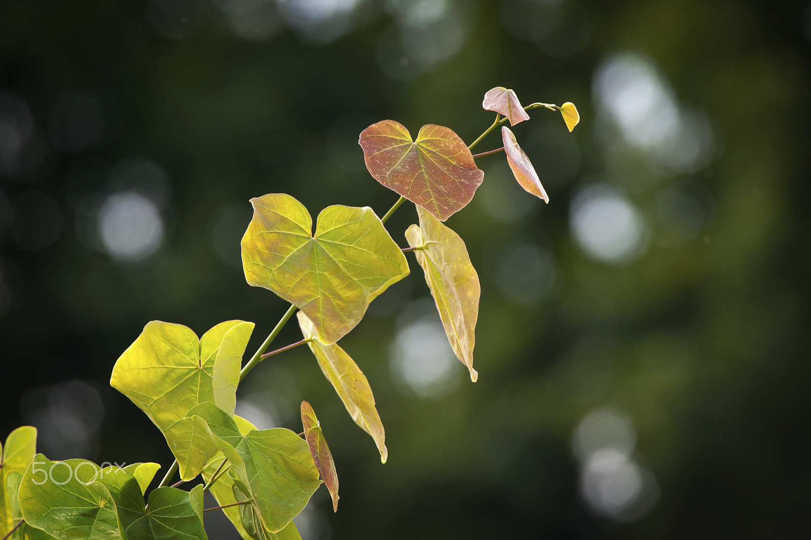 Nikon D700 sample photo. Foliage bokeh photography