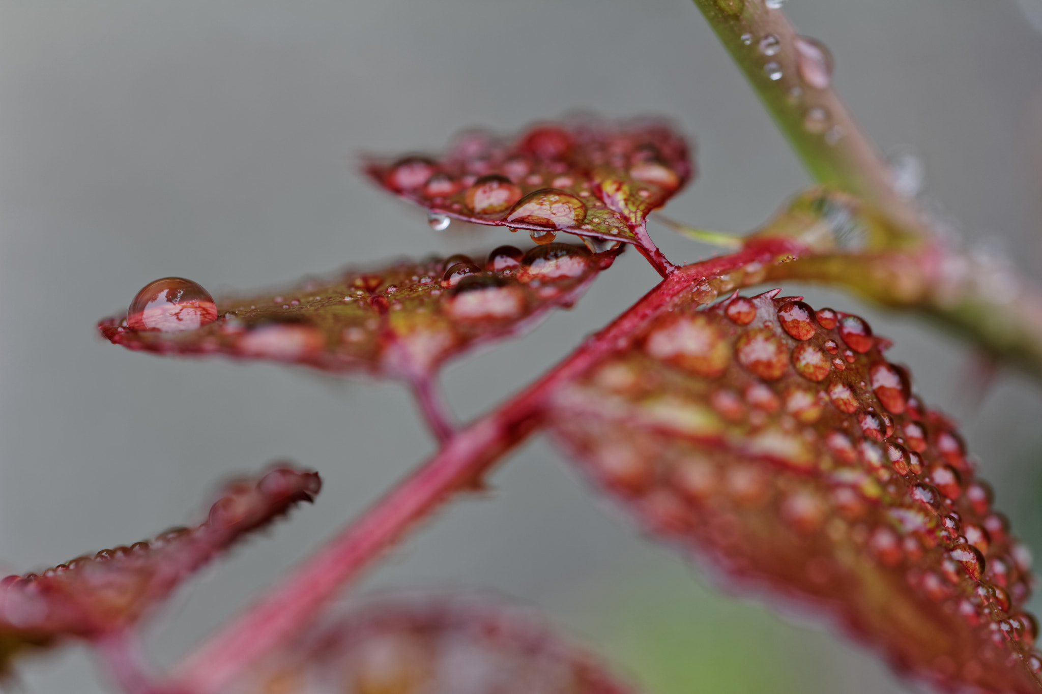 Canon EOS 60D + Tamron SP AF 60mm F2 Di II LD IF Macro sample photo. Blätter nach dem regen photography