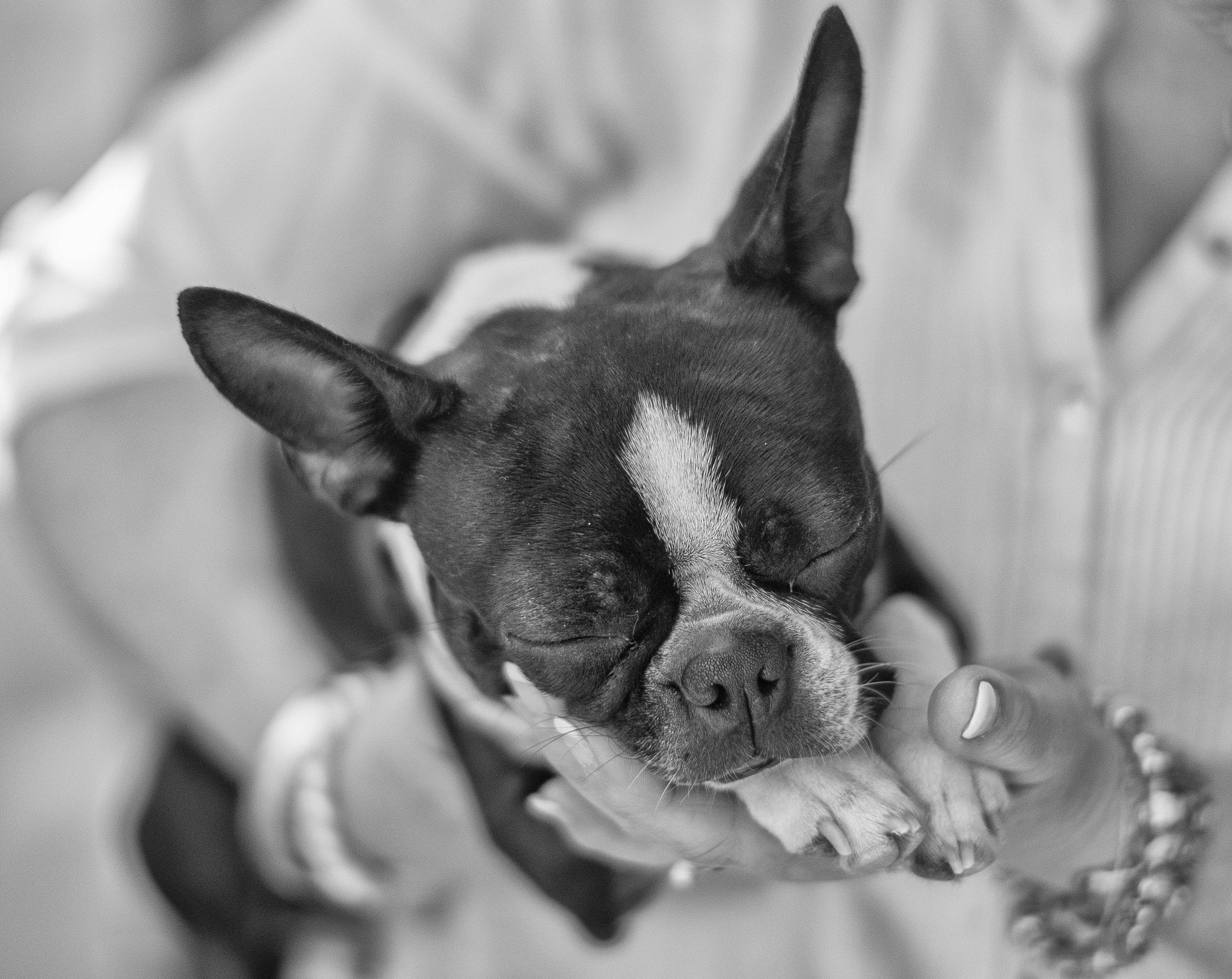 Olympus OM-D E-M1 + Canon EF 50mm F1.2L USM sample photo. Contentment photography