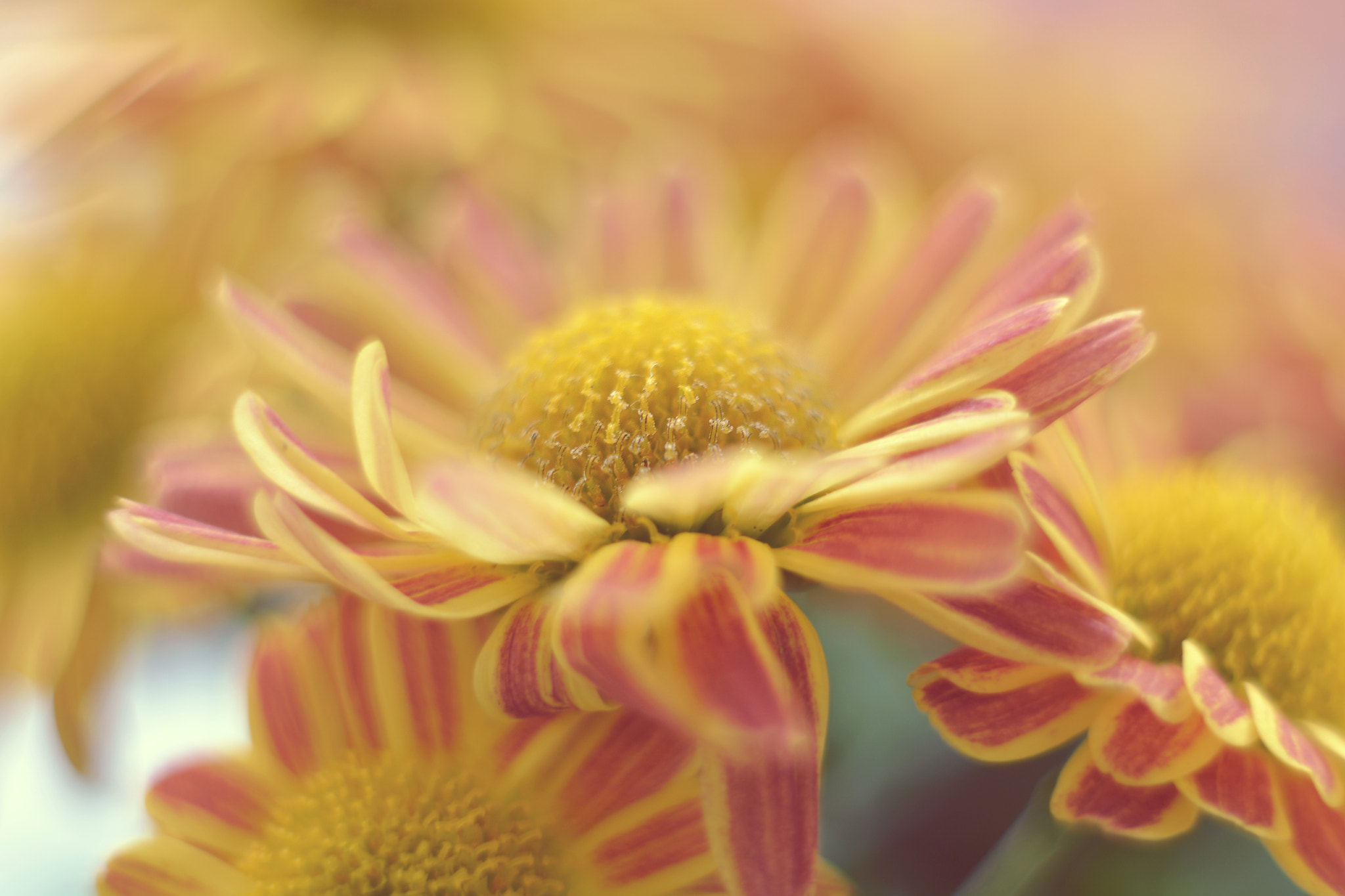 Nikon D7100 + Manual Lens No CPU sample photo. Baby chrysanthemum photography