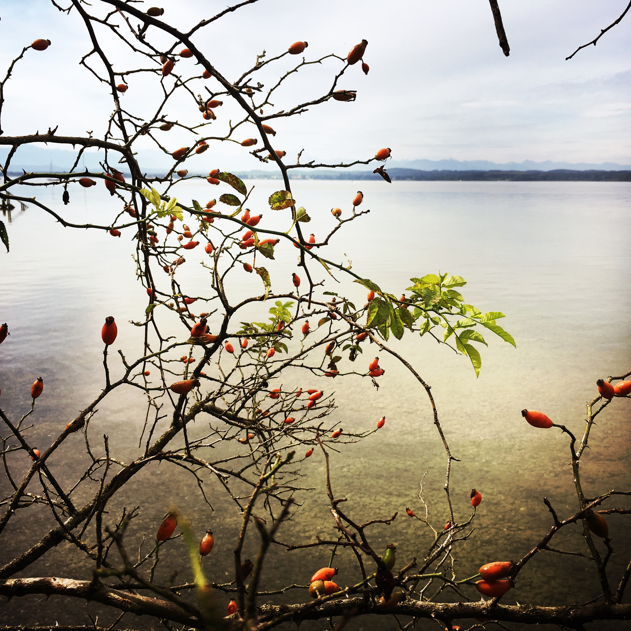 Hipstamatic 320 sample photo. Bavarian lake photography