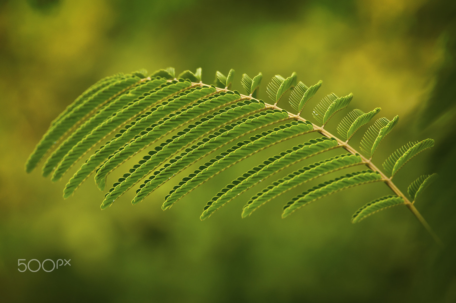 Nikon D700 + Sigma APO Tele Macro 400mm F5.6 sample photo. Little green branches photography