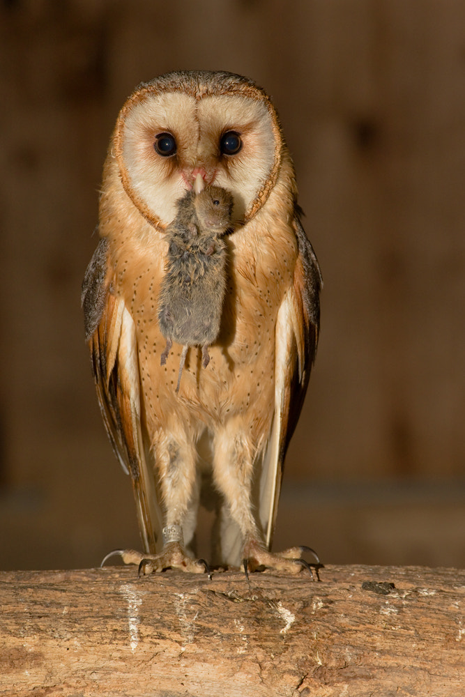 Pentax smc DA* 300mm F4.0 ED (IF) SDM sample photo. Barnowl photography