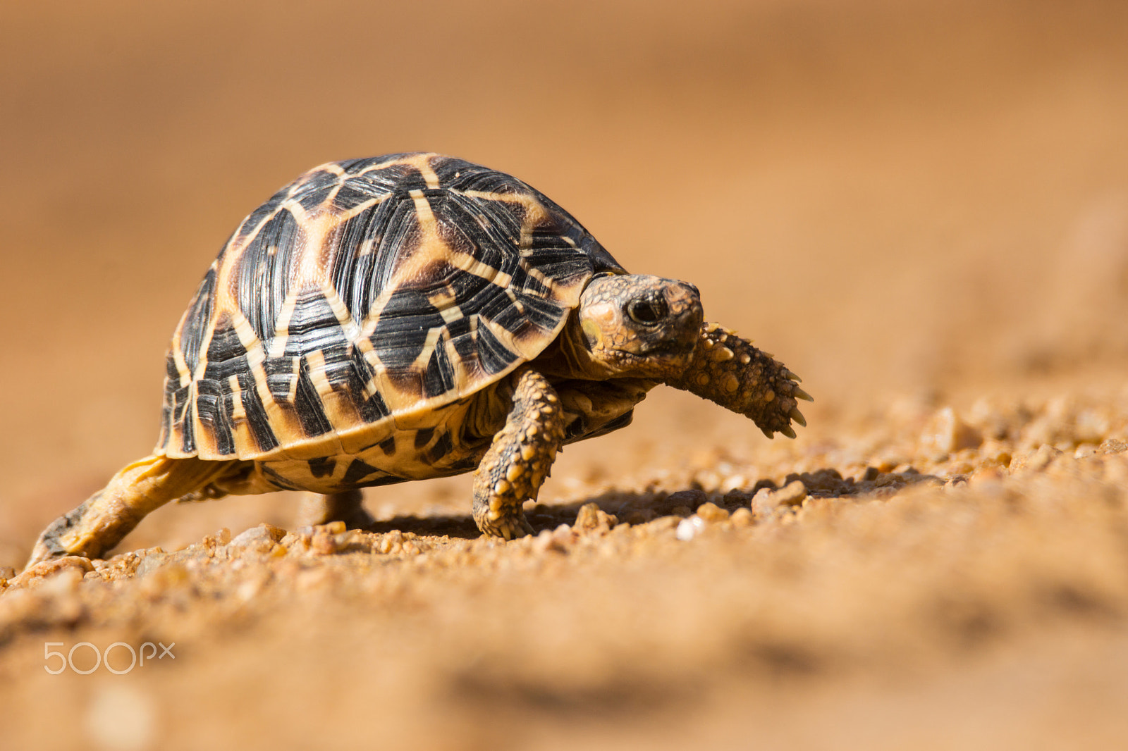 Tamron SP 150-600mm F5-6.3 Di VC USD sample photo. Indian star tortoise photography