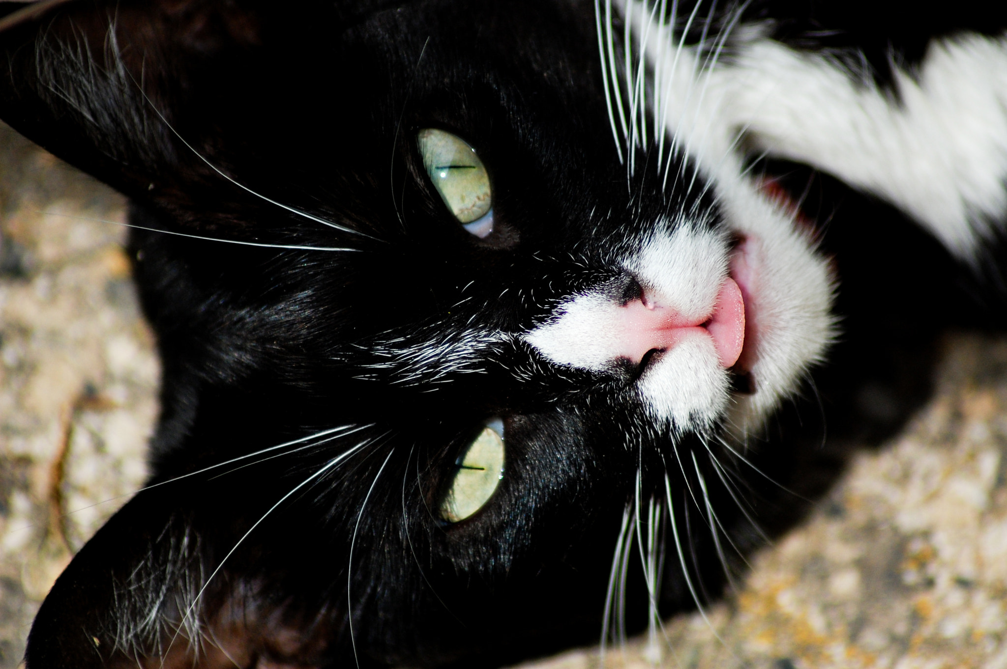 Nikon D40 sample photo. Gaia photography