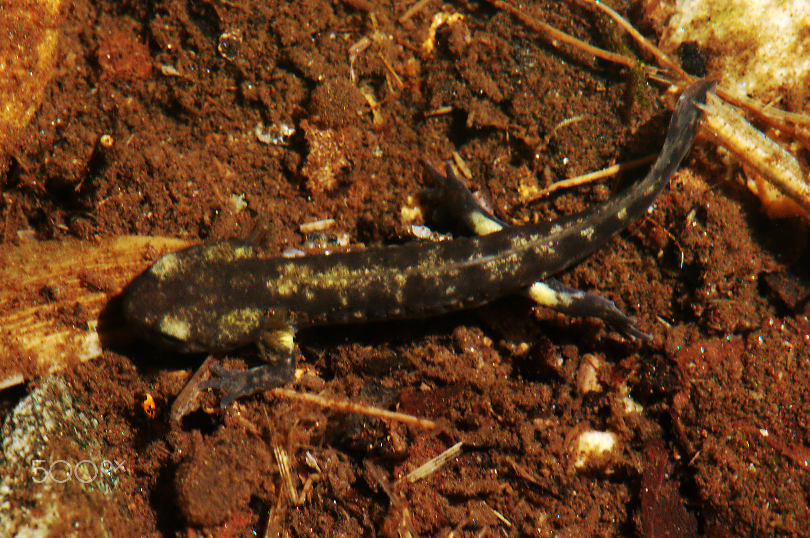 Nikon D300 + Manual Lens No CPU sample photo. Fire salamander photography