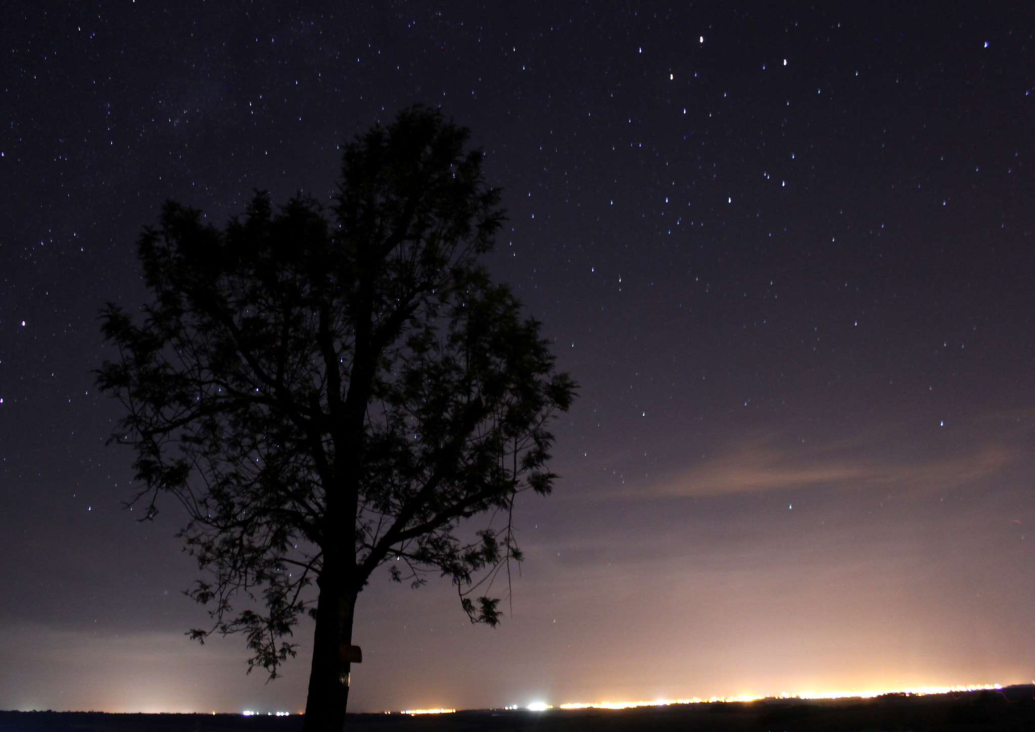 Canon EOS 550D (EOS Rebel T2i / EOS Kiss X4) + Canon EF-S 18-55mm F3.5-5.6 IS sample photo. A tree at night photography