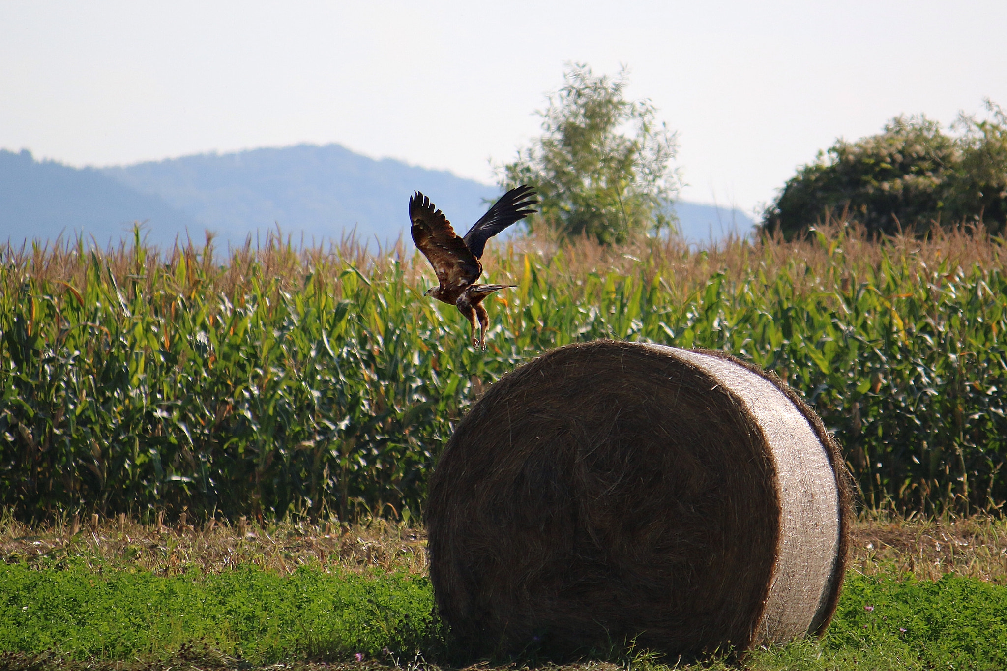 Canon EF-S 55-250mm F4-5.6 IS sample photo. Fly photography