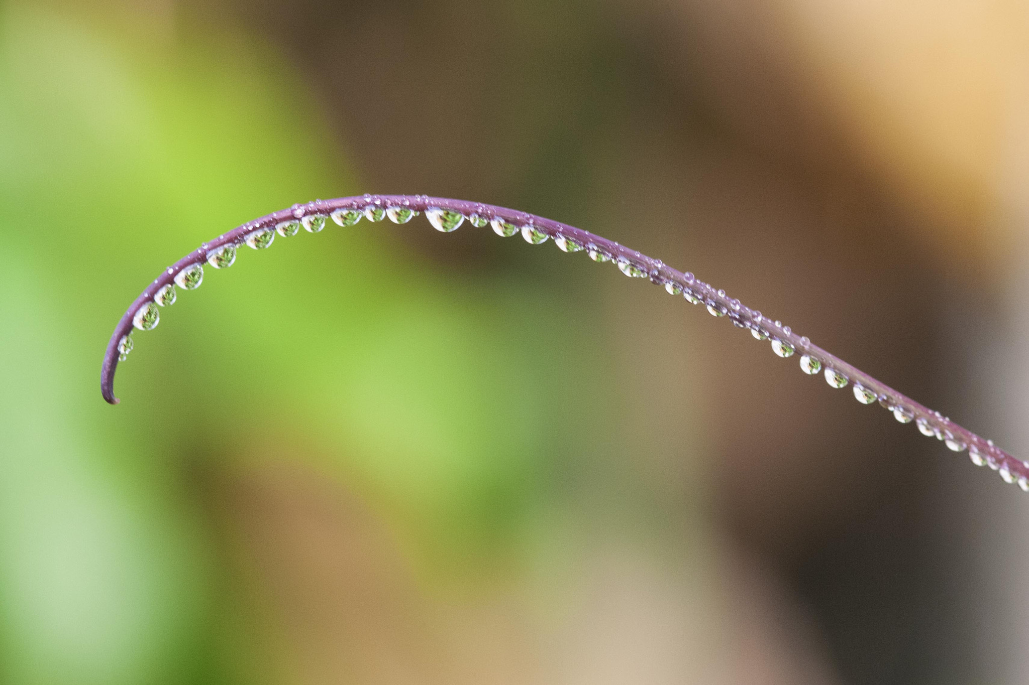 Sigma 105mm F2.8 EX DG OS HSM sample photo. 5.jpg photography