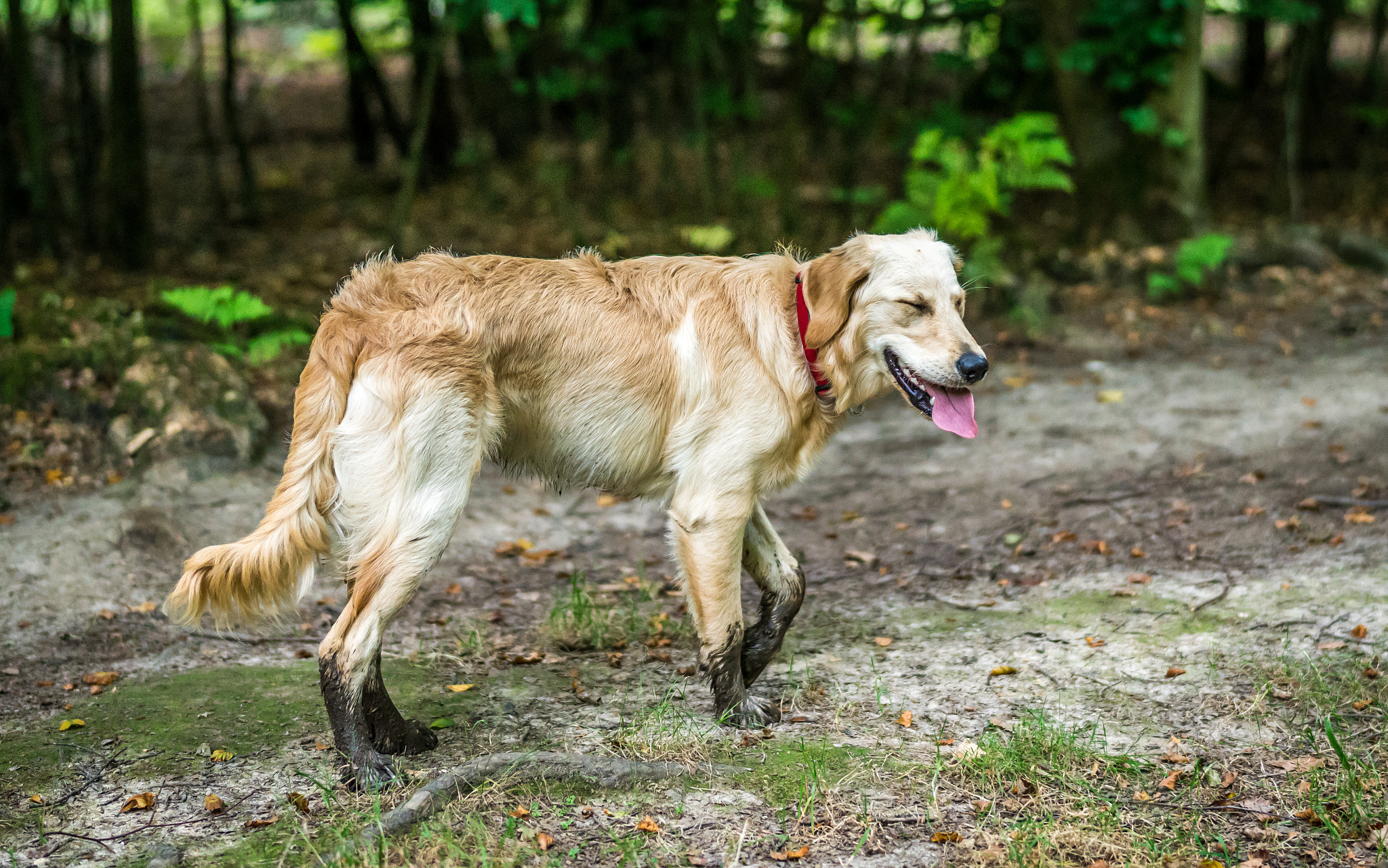 Sony a7R II + Sony Planar T* FE 50mm F1.4 ZA sample photo. Muddy paws and he loves it photography
